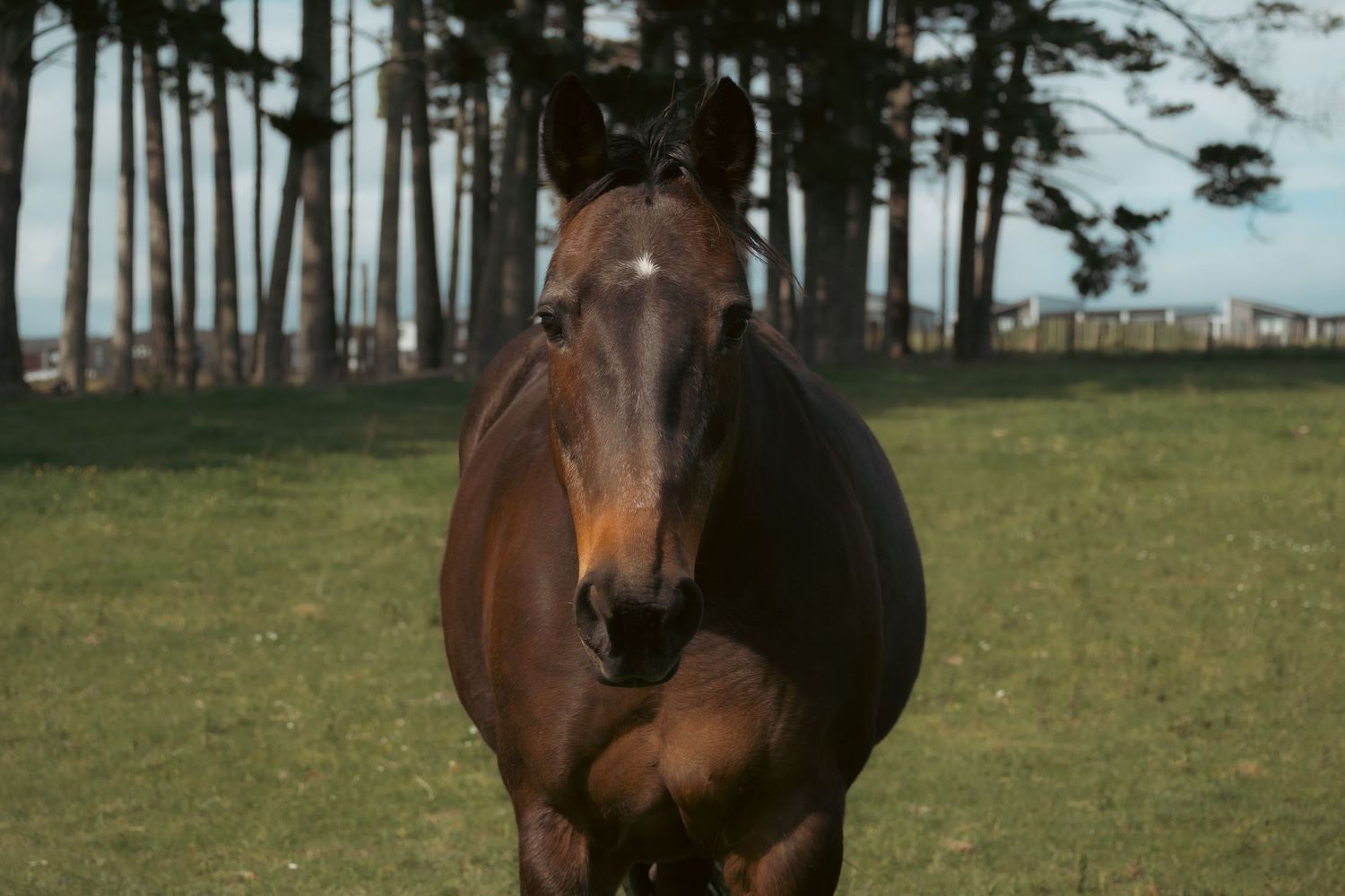 A brown horse grazes peacefully in a grassy field with tall pine trees visible in the background.