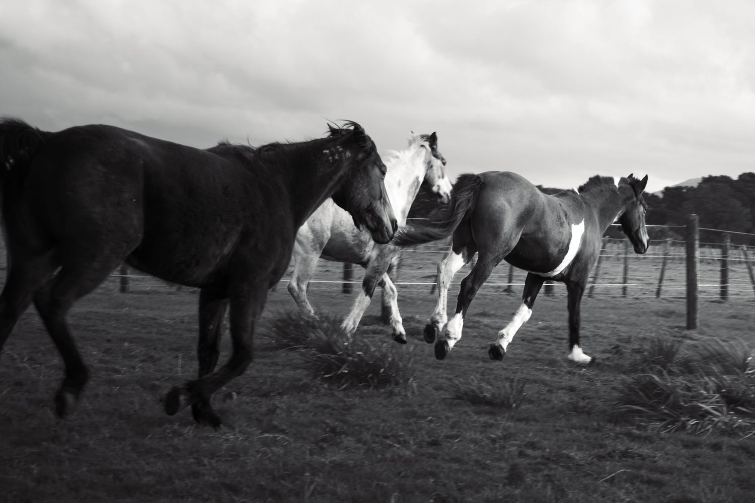 A group of horses grazing together in a grassy field under cloudy skies.