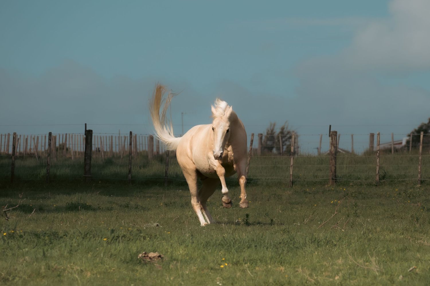 A white horse gallops gracefully across a misty green pasture at sunrise.