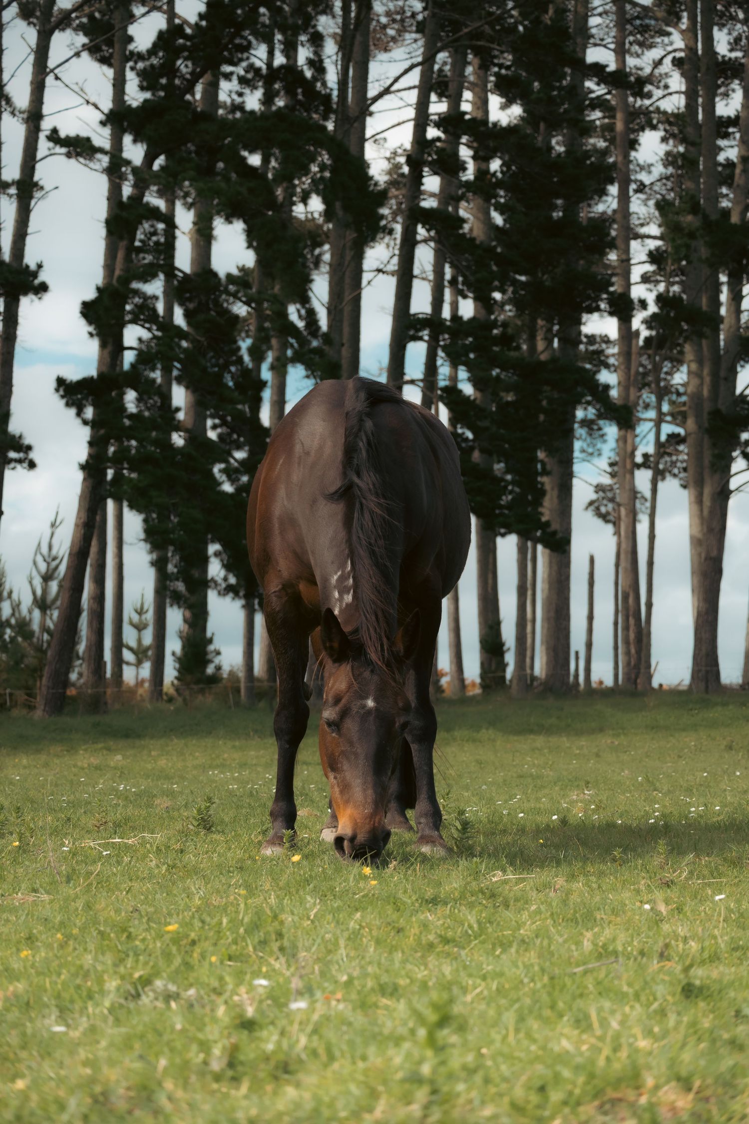 Dark bay horse grazing in a grassy meadow surrounded by tall pine trees on a sunny day.