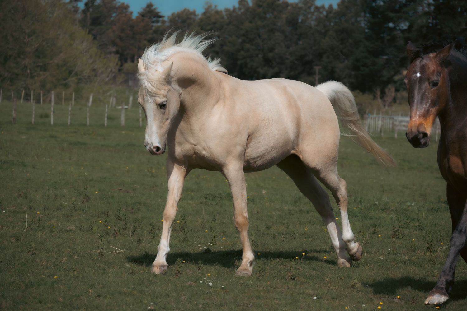 A group of light-colored horses grazing and interacting in a green pasture with trees in the background.