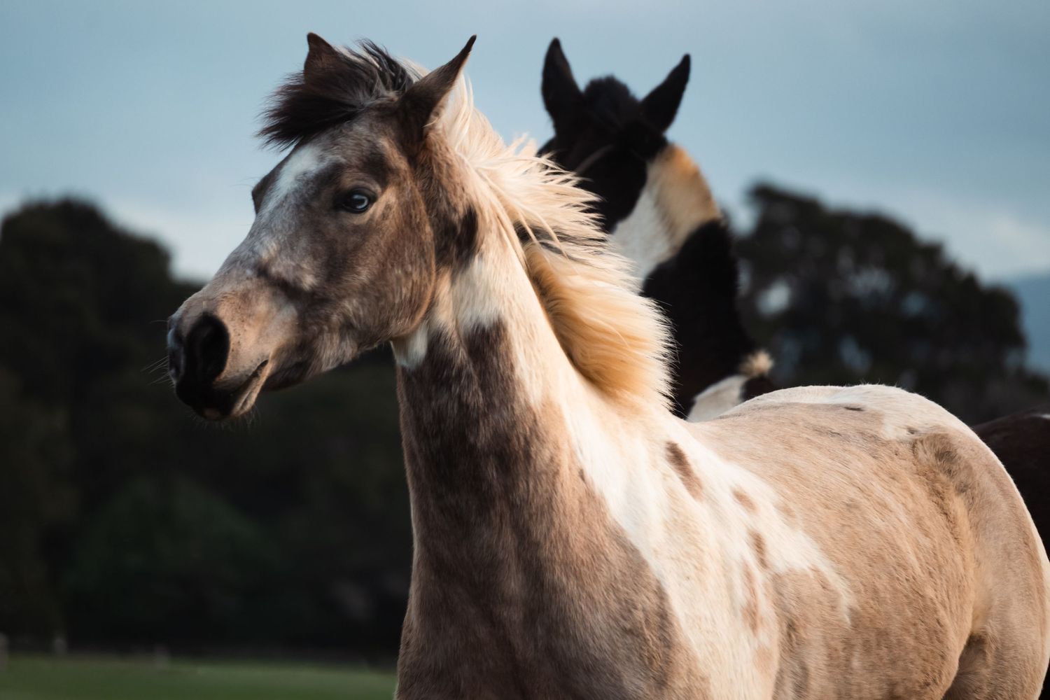 A palomino horse with flowing blonde mane gallops gracefully across a green pasture on a sunny day.
