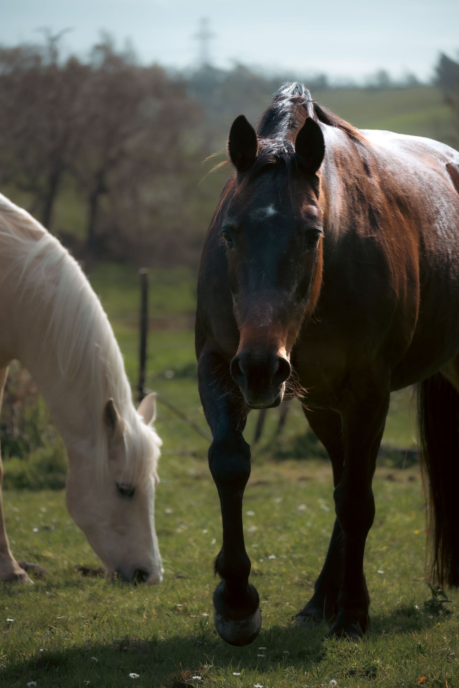 Brown and white horses grazing together in a green pasture on an overcast day.