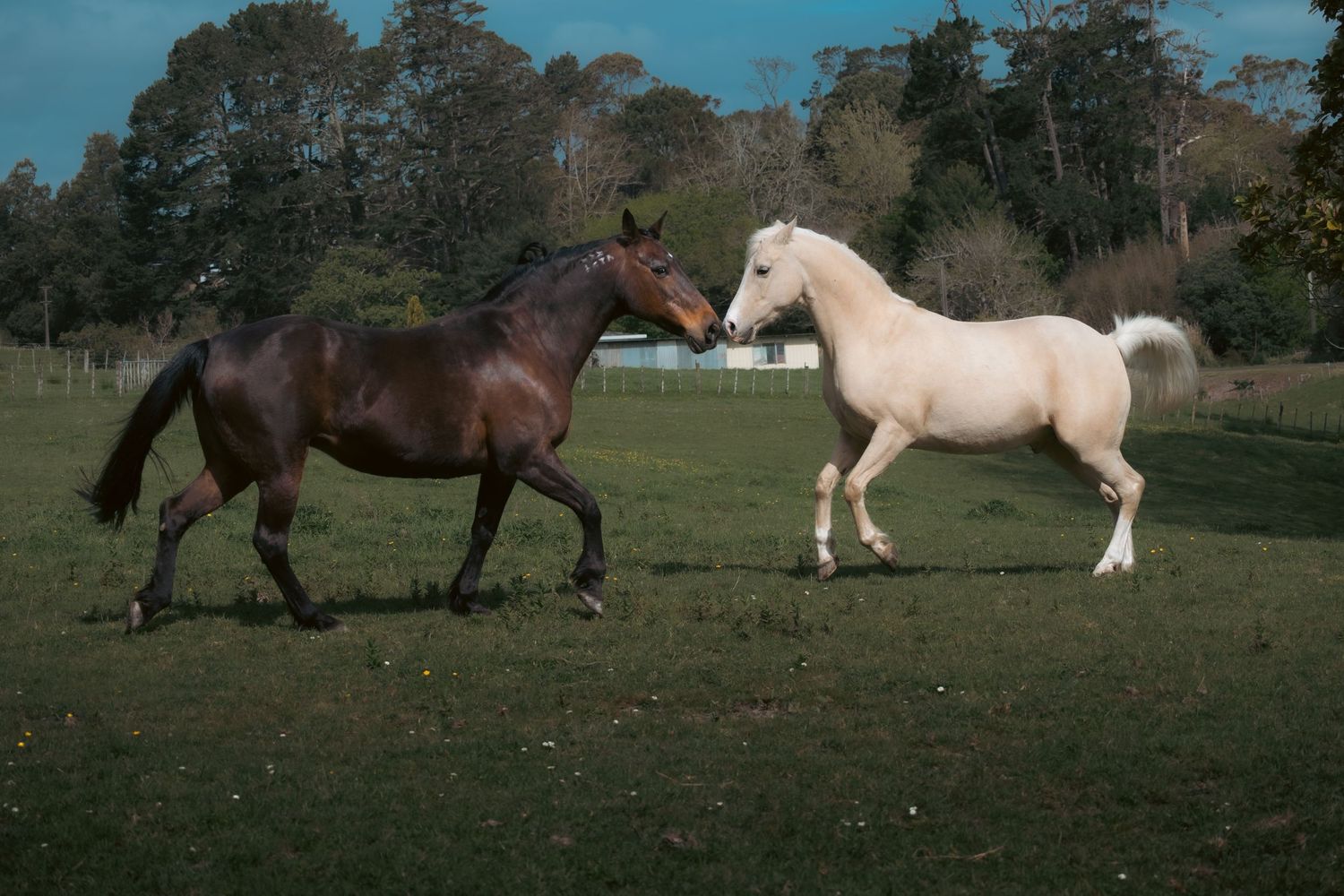 A dark brown horse and white horse interact playfully in a grassy field with trees in the background.