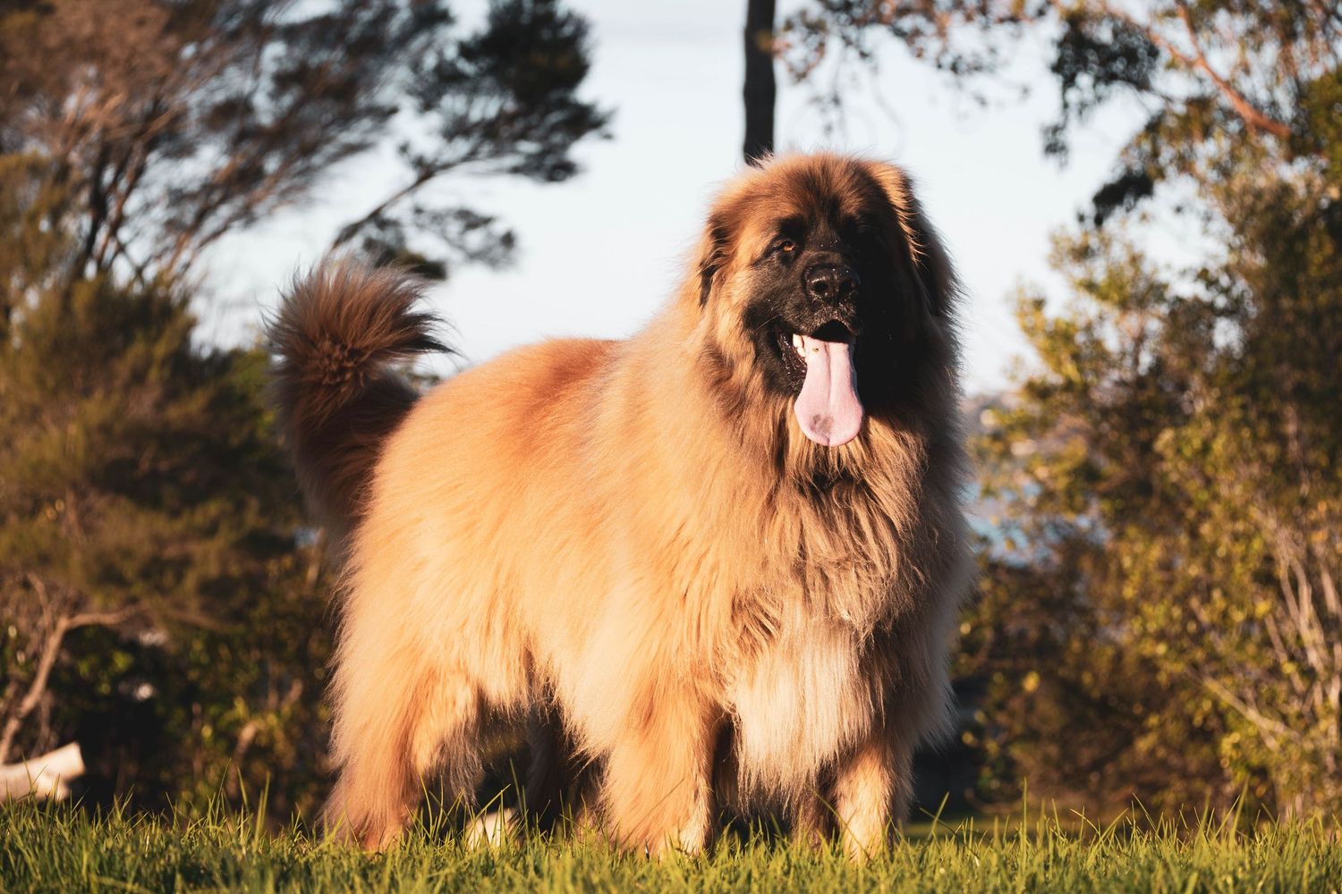 Tibetan Mastiff standing proudly in a natural outdoor setting.