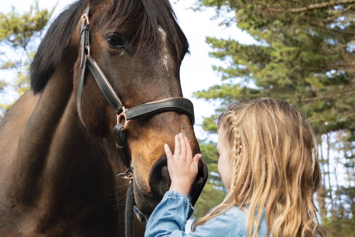 A person gently touches the face of a dark brown horse wearing a bridle while standing outdoors near evergreen trees.