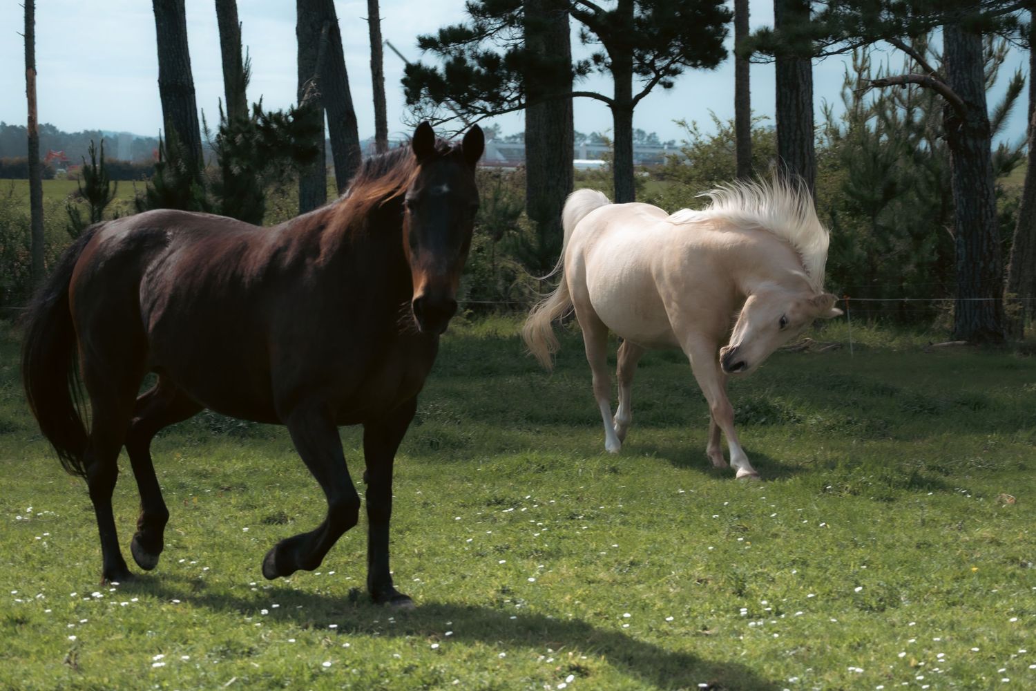 A group of horses galloping and playing together in a grassy meadow with trees in the background.
