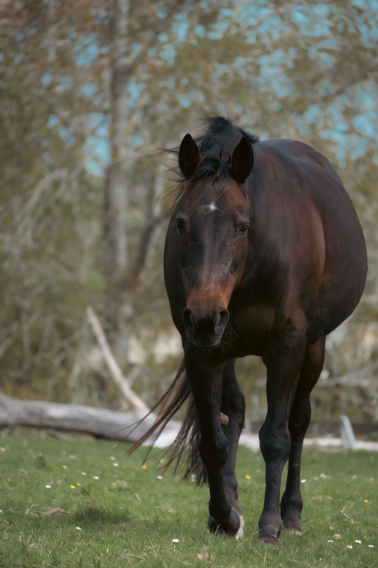 A dark bay horse stands in a grassy field with autumn trees in the soft-focus background.