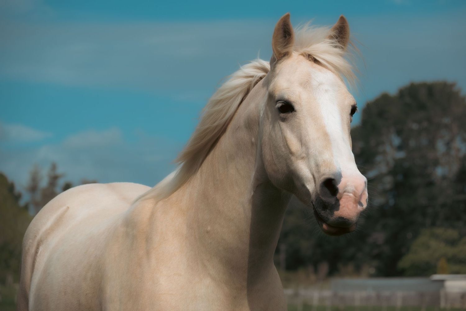 A majestic white horse with a pink muzzle stands against a blue sky background in an outdoor setting.