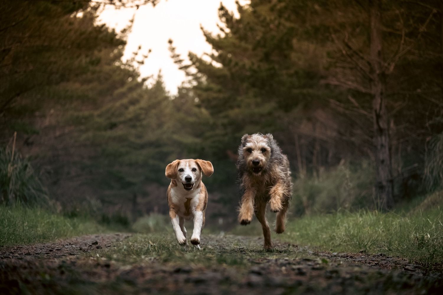 Seven dogs walking together on a forest trail during sunset with trees in the background.