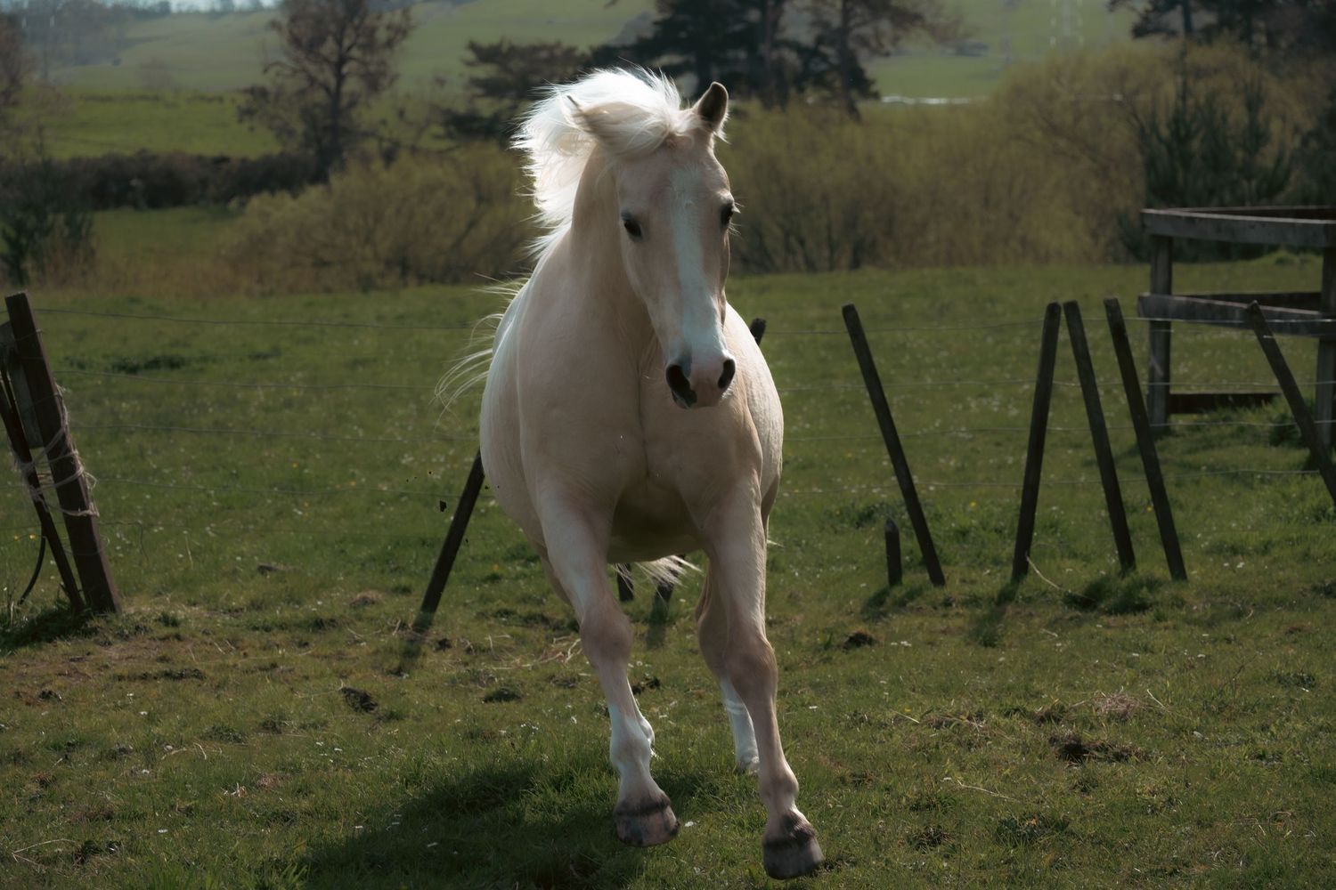 White horse galloping through a green pasture with wooden jumps and obstacles visible in the background.