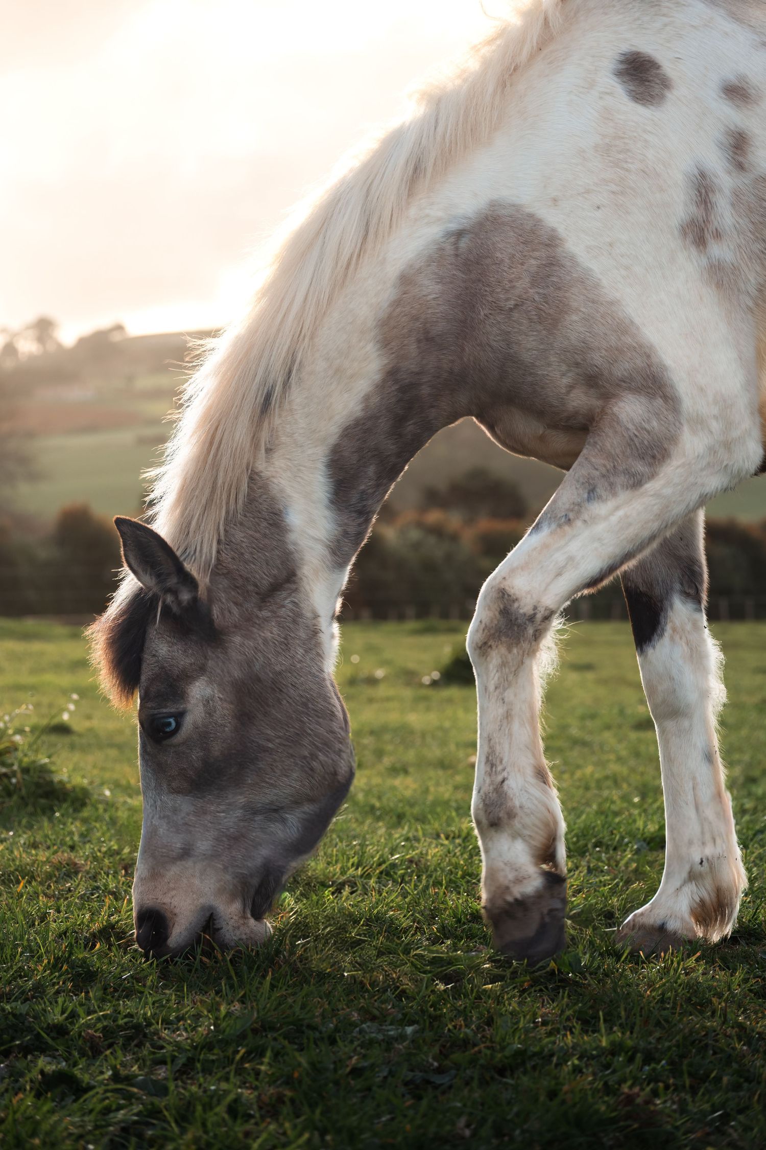 A spotted grey and white horse grazes in a sunlit pasture during golden hour.