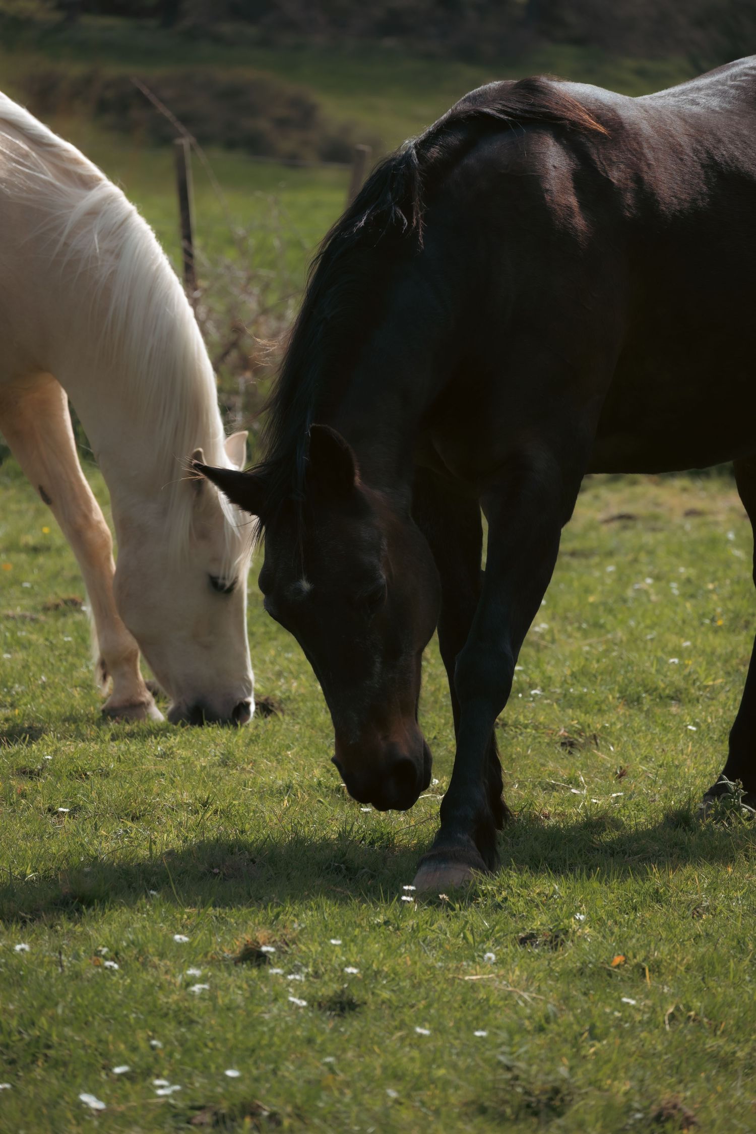 Two ponies, one black and one white, graze together on a grassy field in natural sunlight.