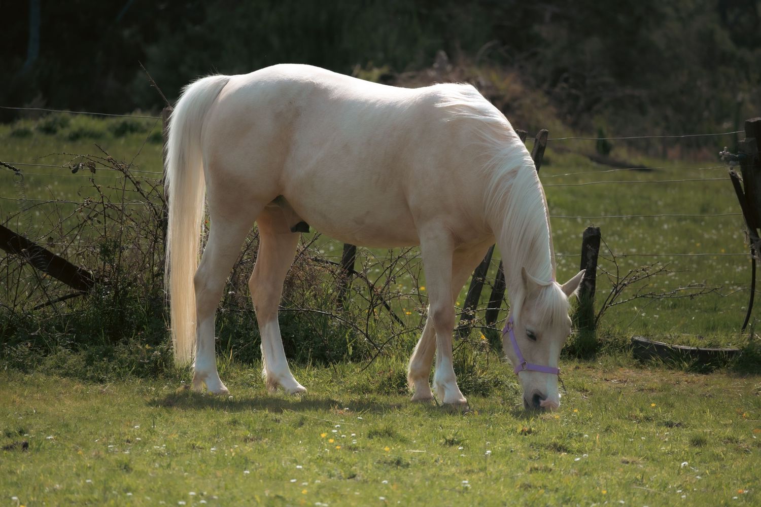 A white horse grazes peacefully in a green pasture on a sunny day.
