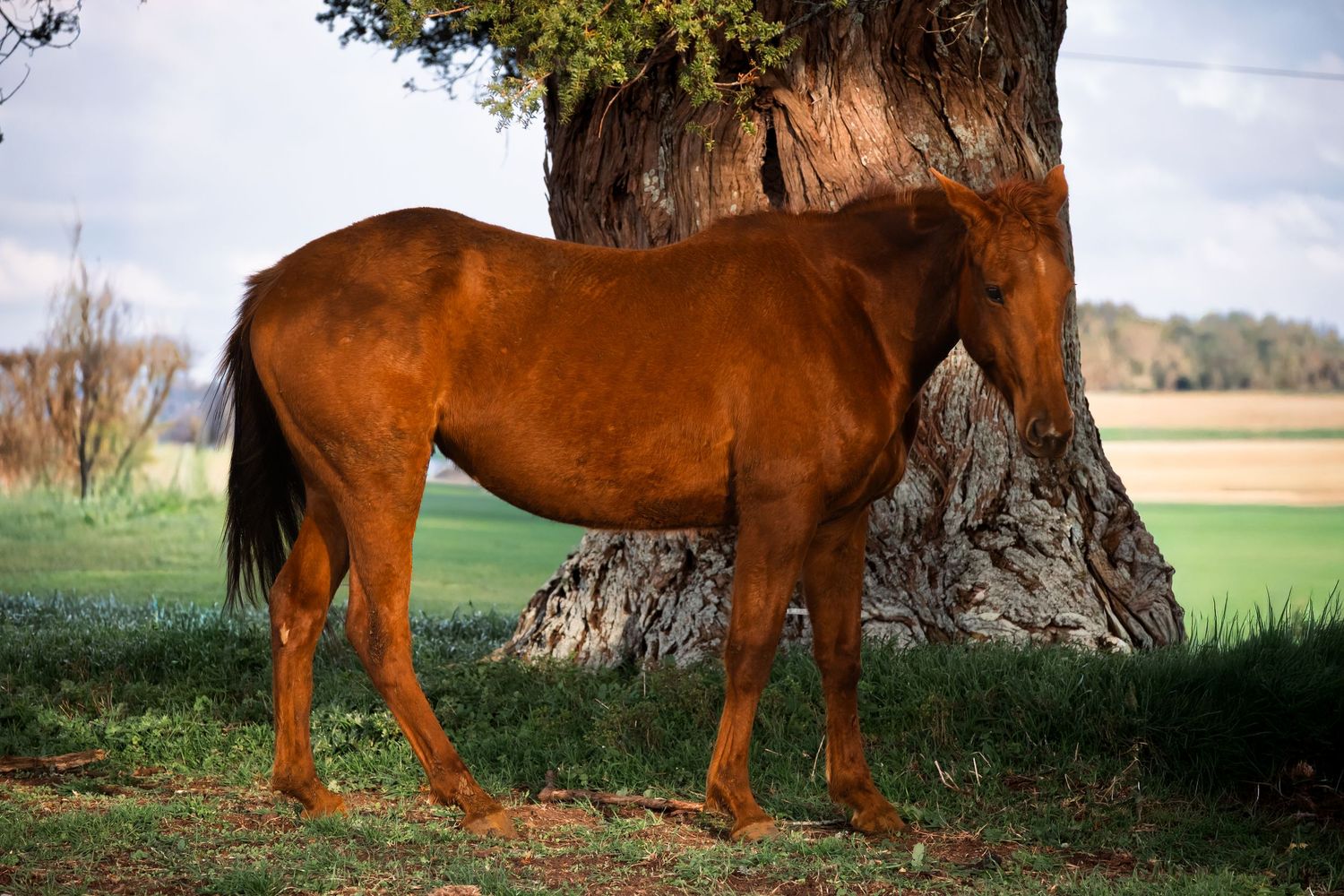 A chestnut brown horse stands in the shade of a large tree trunk in a grassy field on a sunny day.