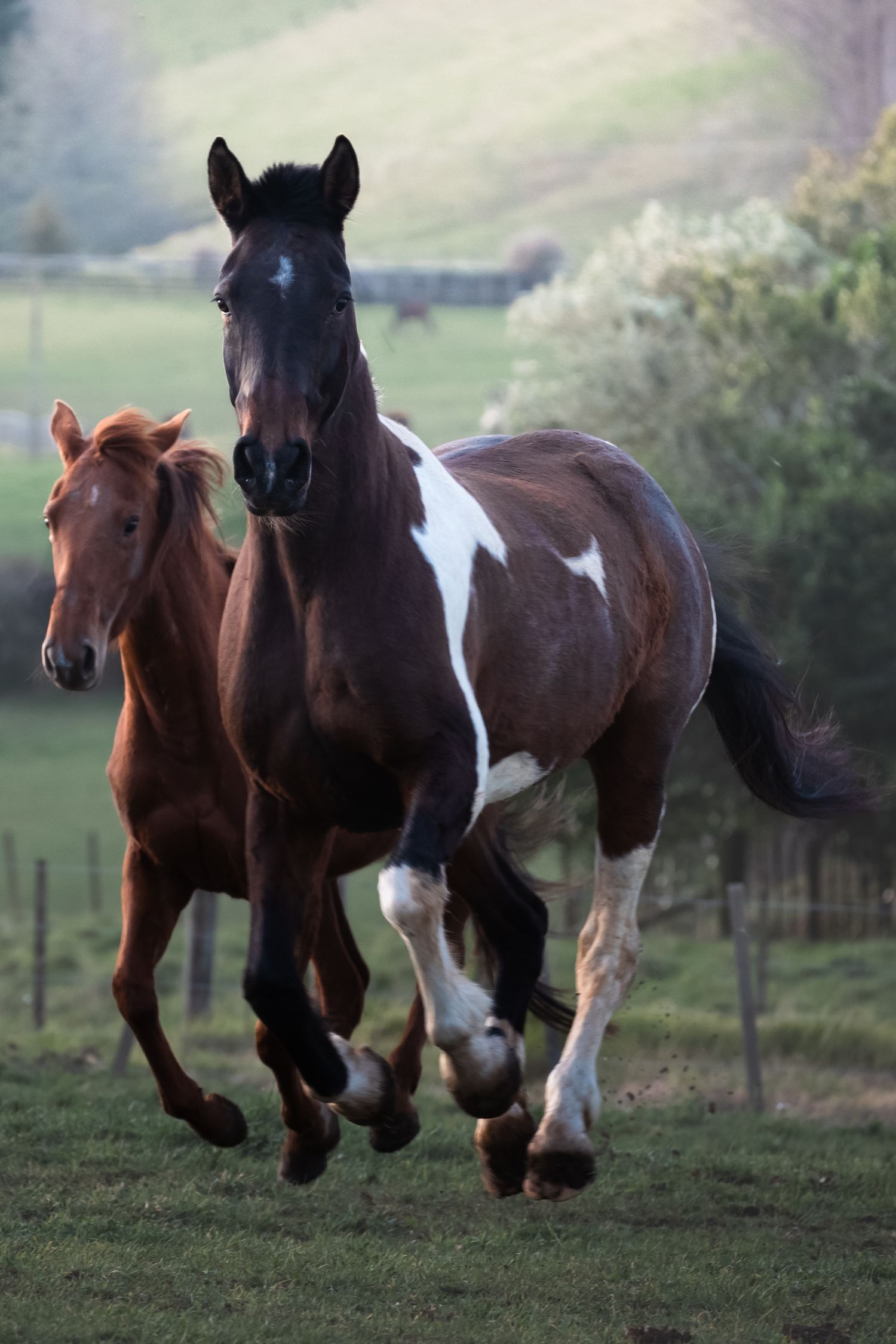 Three horses galloping together across a green pasture on a misty morning.