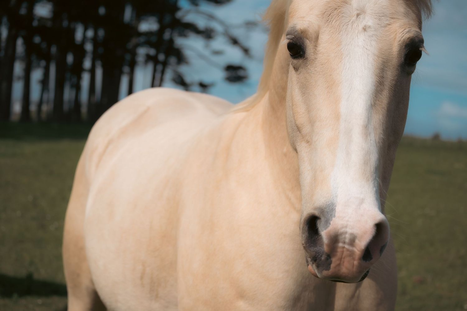 Close-up portrait of a cream-colored horse with gentle eyes and pink muzzle standing in a grassy field.