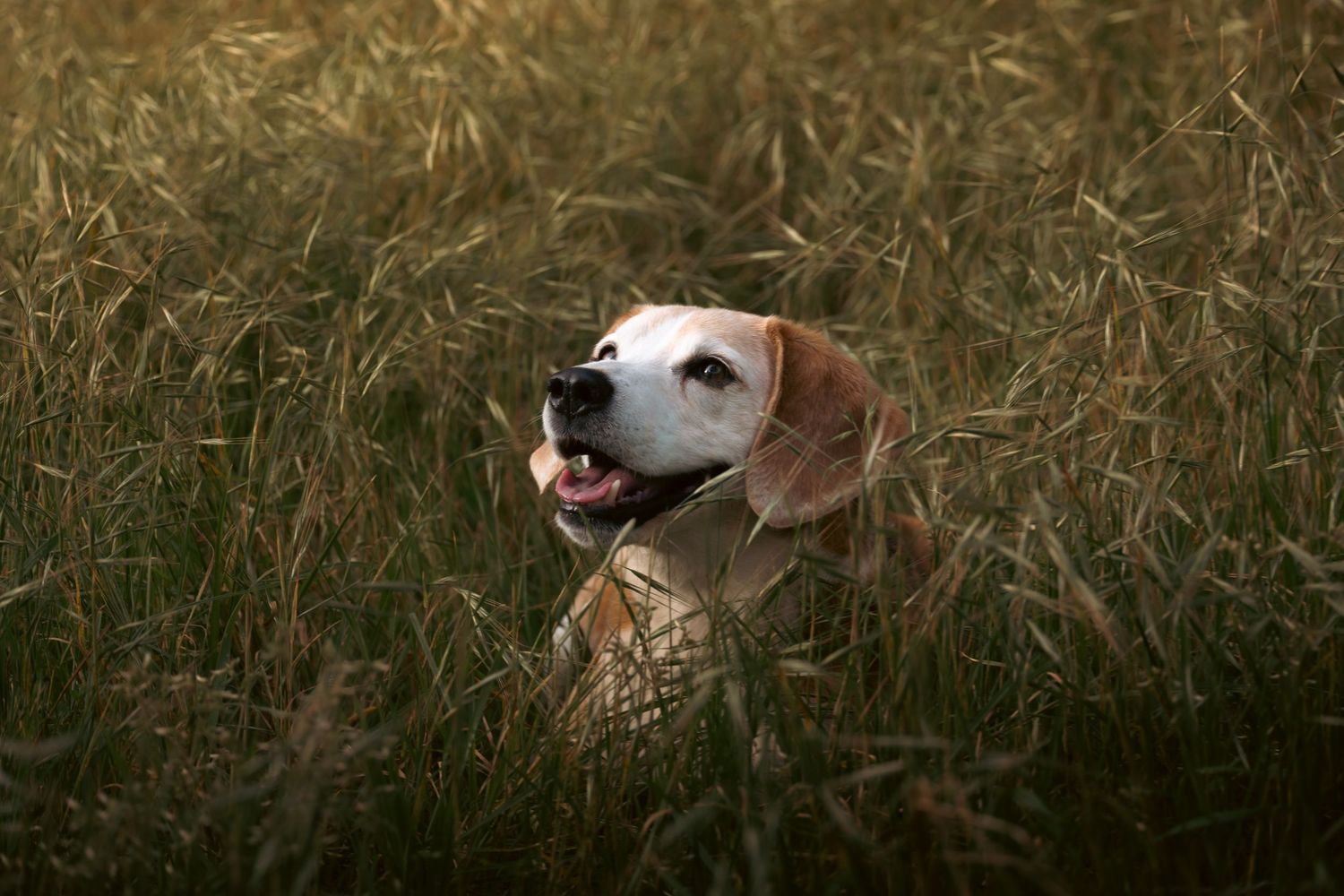 A playful dog runs and jumps through tall grass while playing fetch with a ball outdoors.