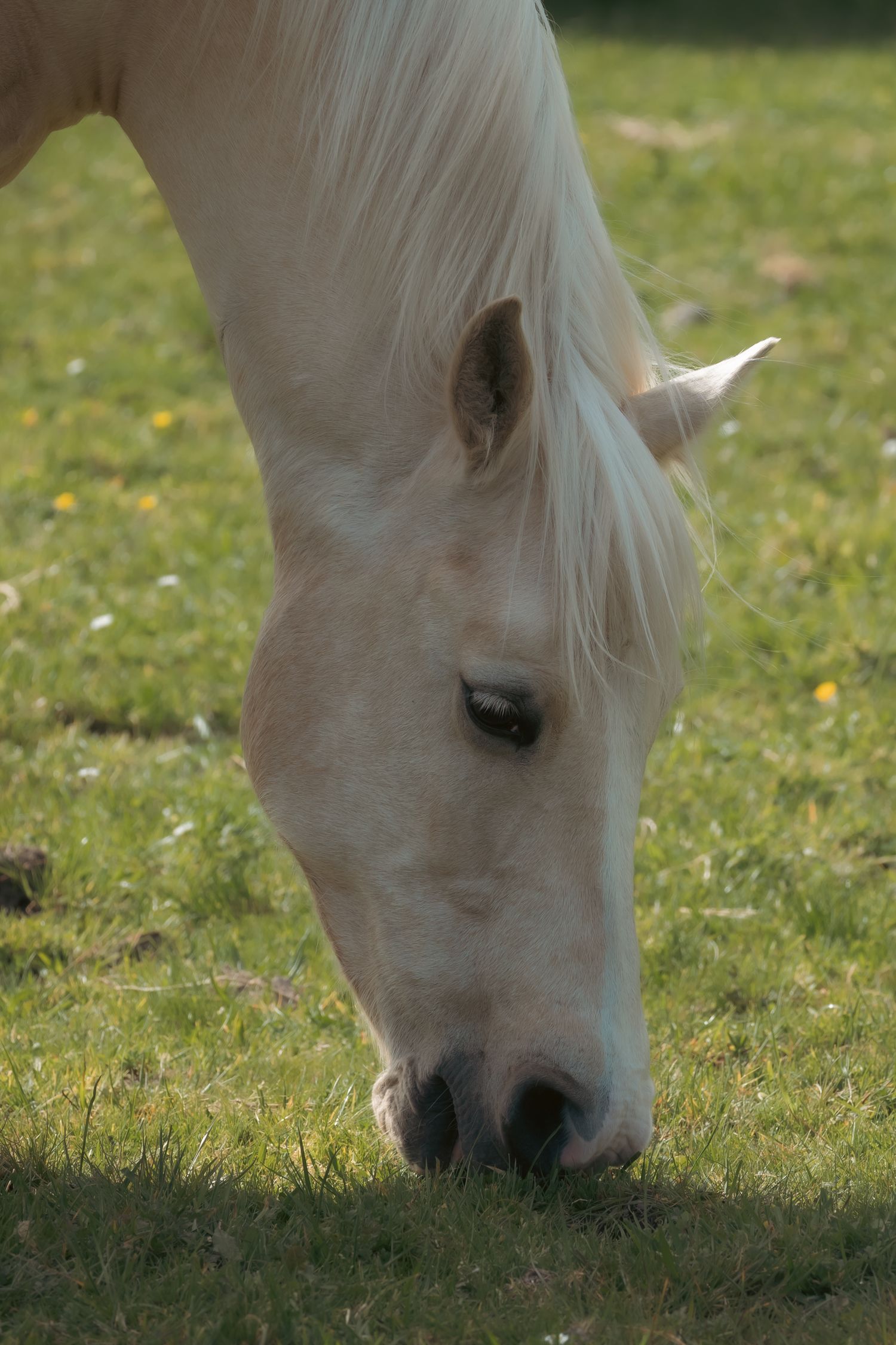 Close-up sequence of a white horse grazing on grass in natural sunlight.