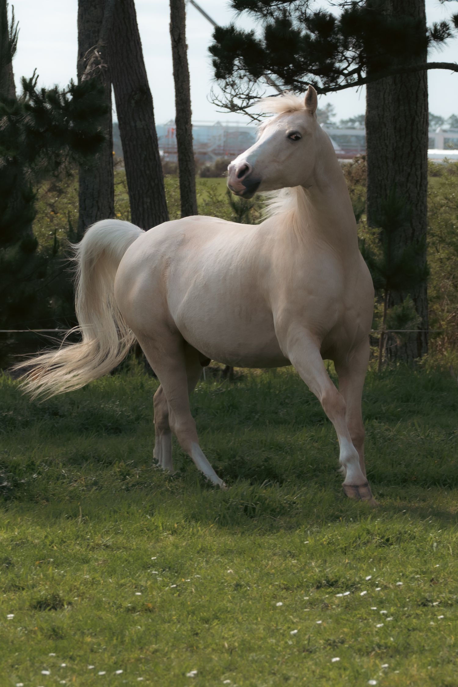A white horse frolics and plays in a grassy field near trees, showing its graceful movement in a sequence of photos.