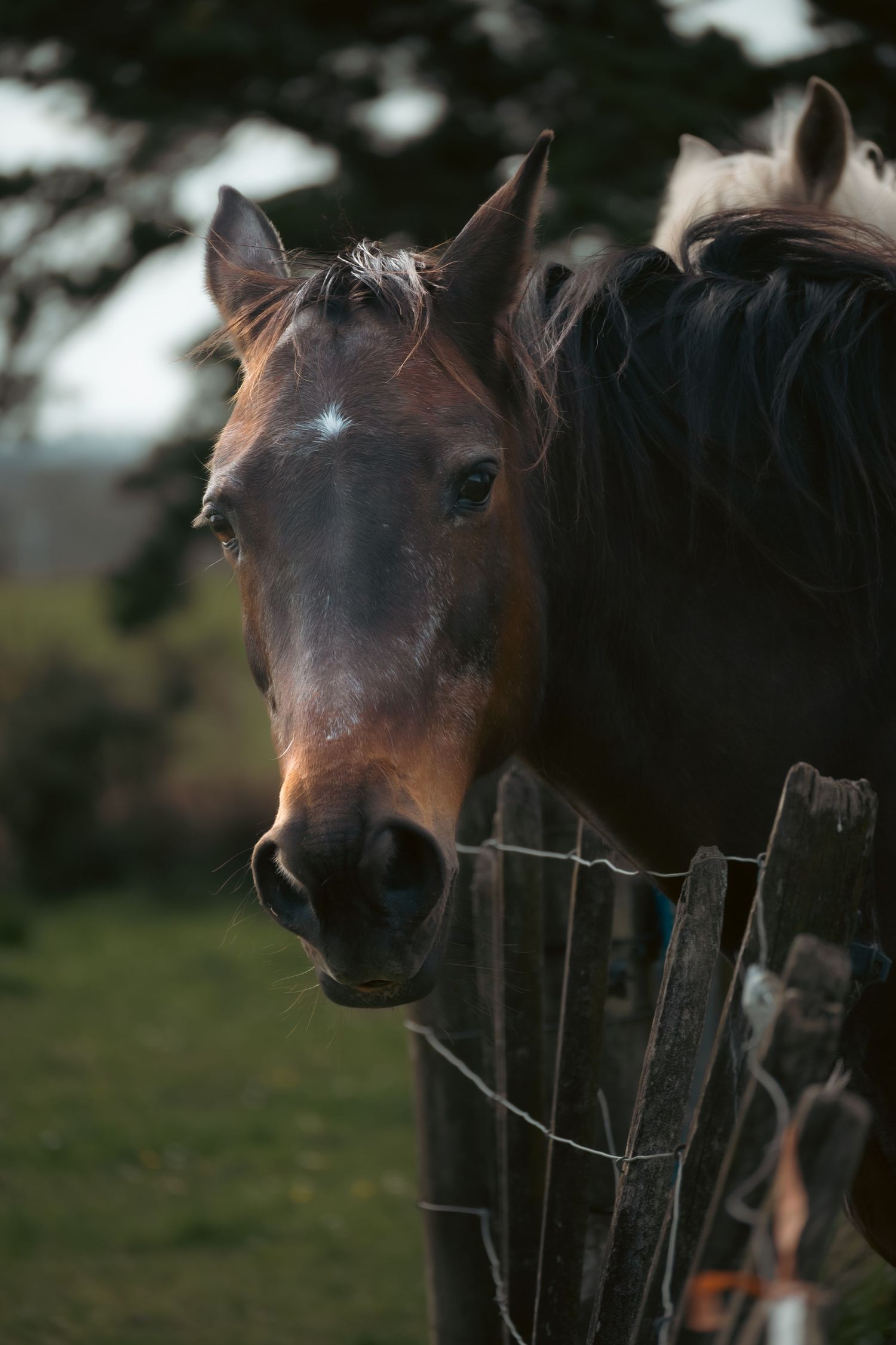 A dark bay horse with a white blaze stands behind a wooden fence at dusk, looking directly at the camera.