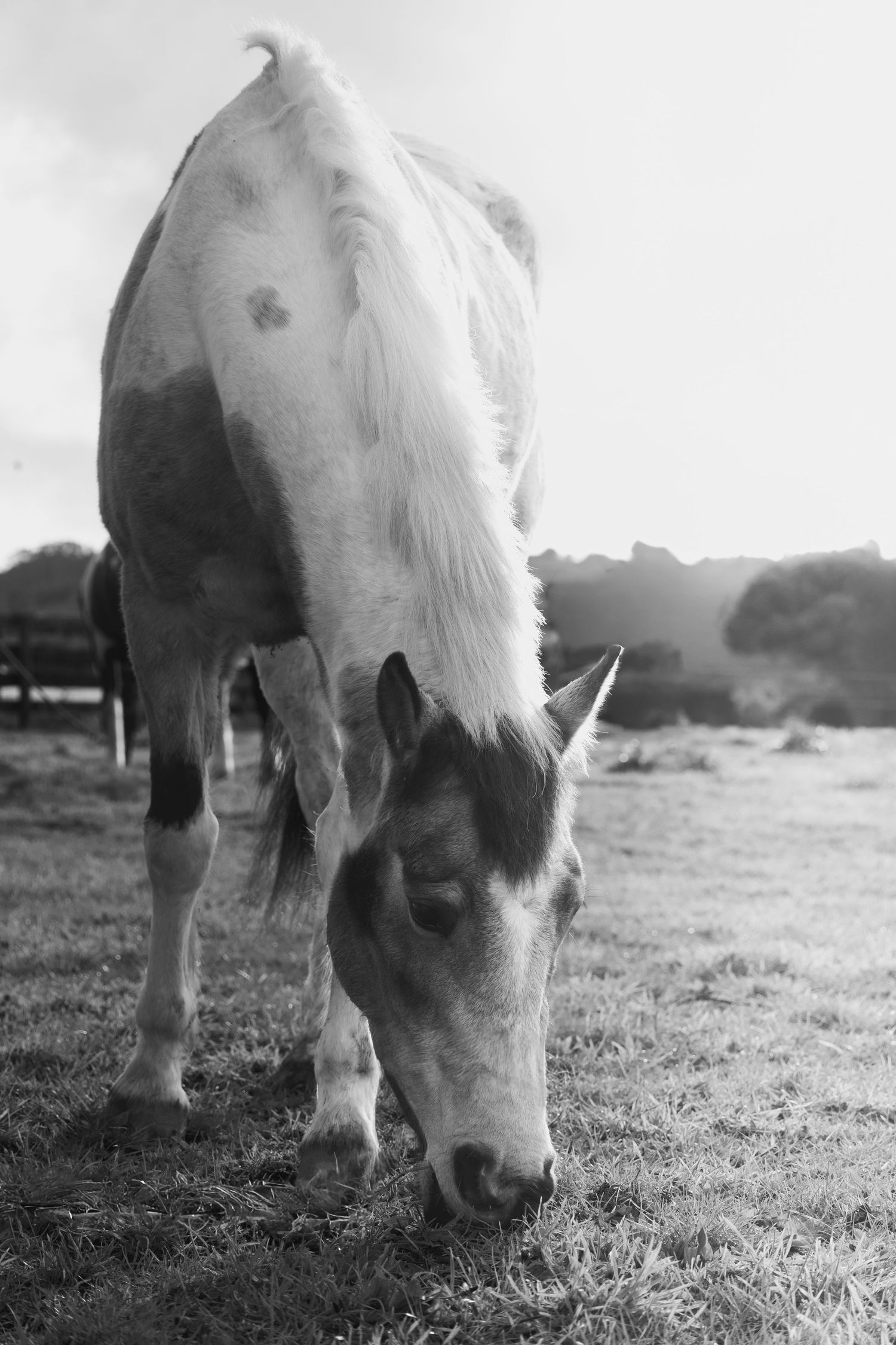 Black and white photo series of a white horse grazing in a sunlit pasture with soft focus and shallow depth of field.