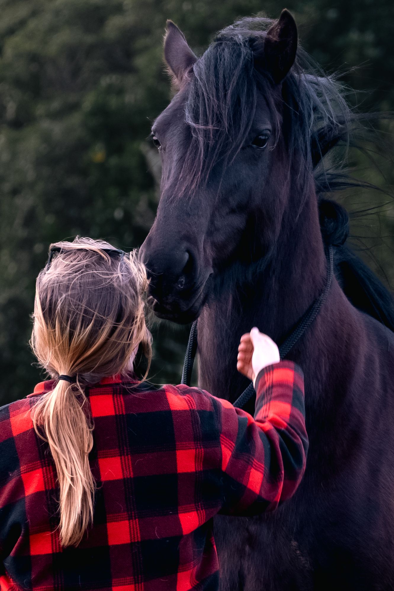 Person in red plaid flannel shirt interacts with a black horse in a series of intimate outdoor moments.