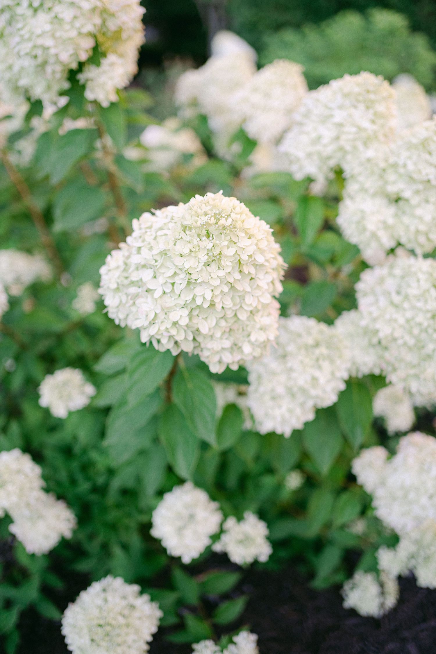 Close-up view of white hydrangea blooms with green foliage in a garden setting.