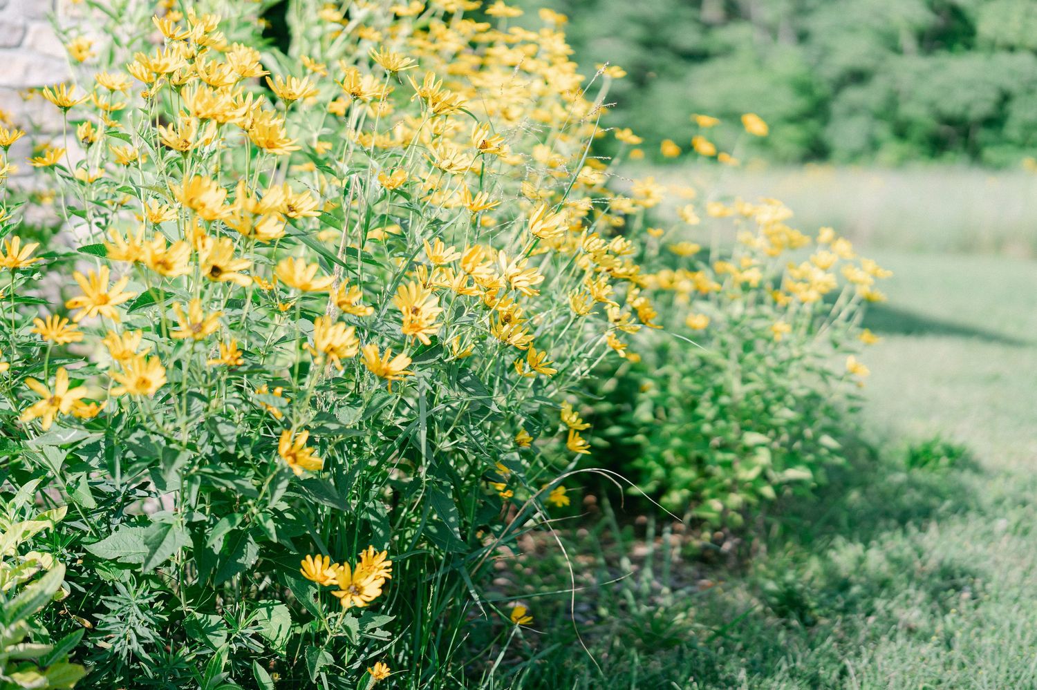 Vibrant yellow wildflowers blooming along a lush green garden border in bright natural sunlight.