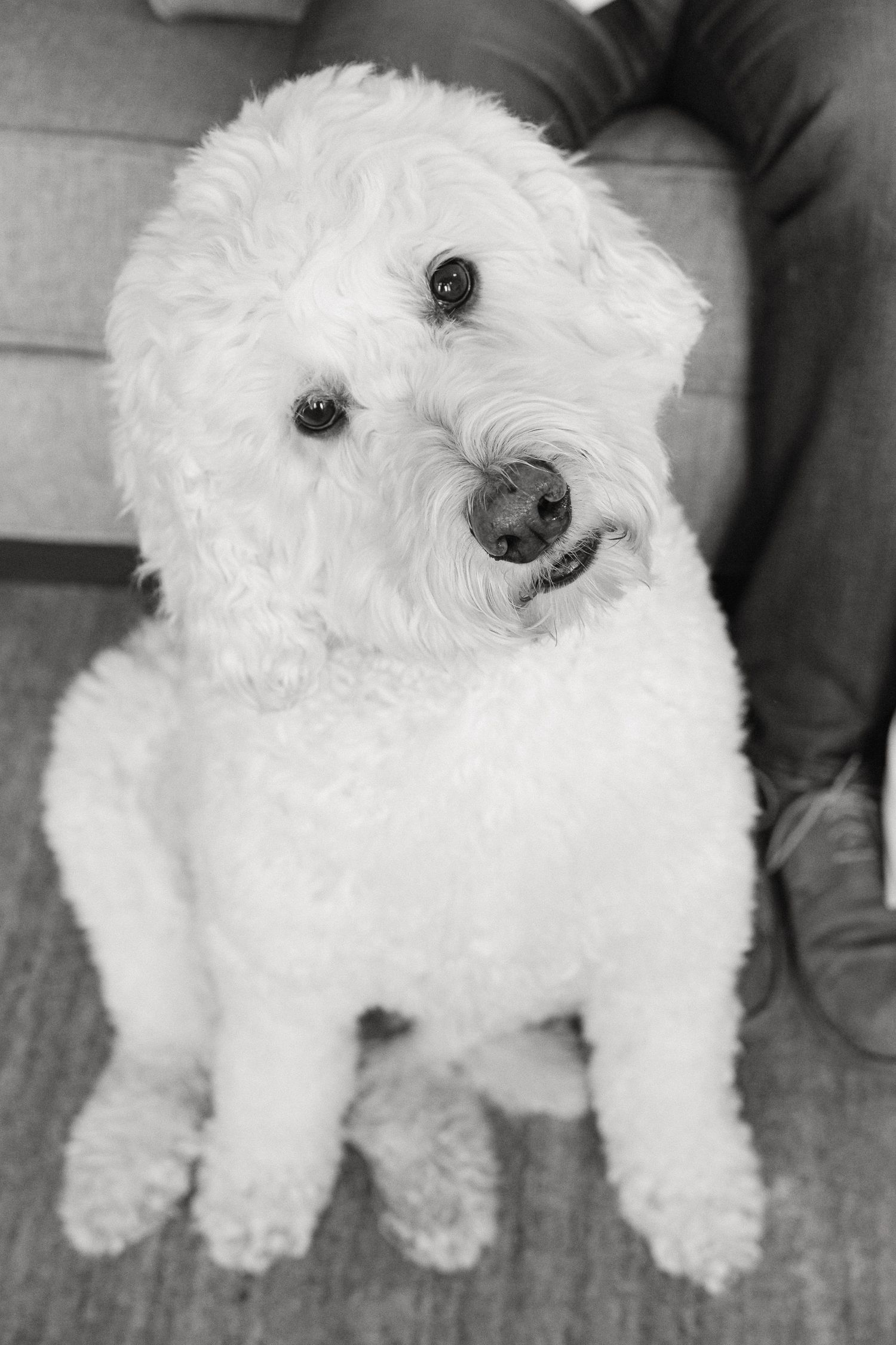 Adorable white fluffy dog shown in a series of four black and white portraits displaying different playful expressions.