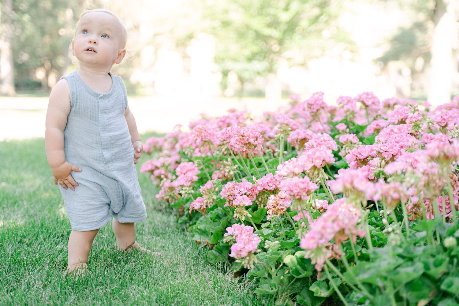Small child in light colored clothing exploring near pink flowers in a sunny garden.