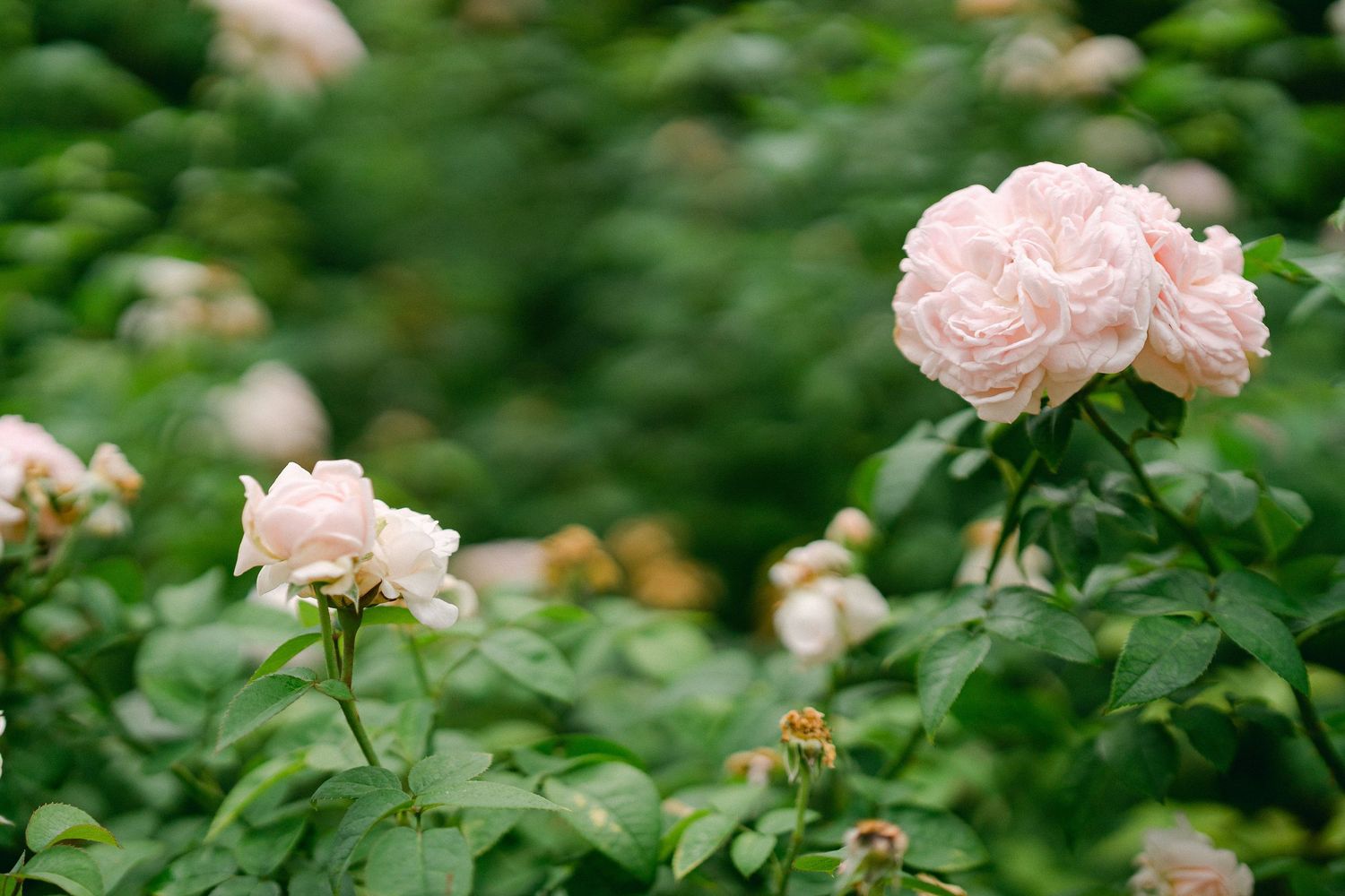 Delicate pink roses bloom among lush green foliage in a garden setting.