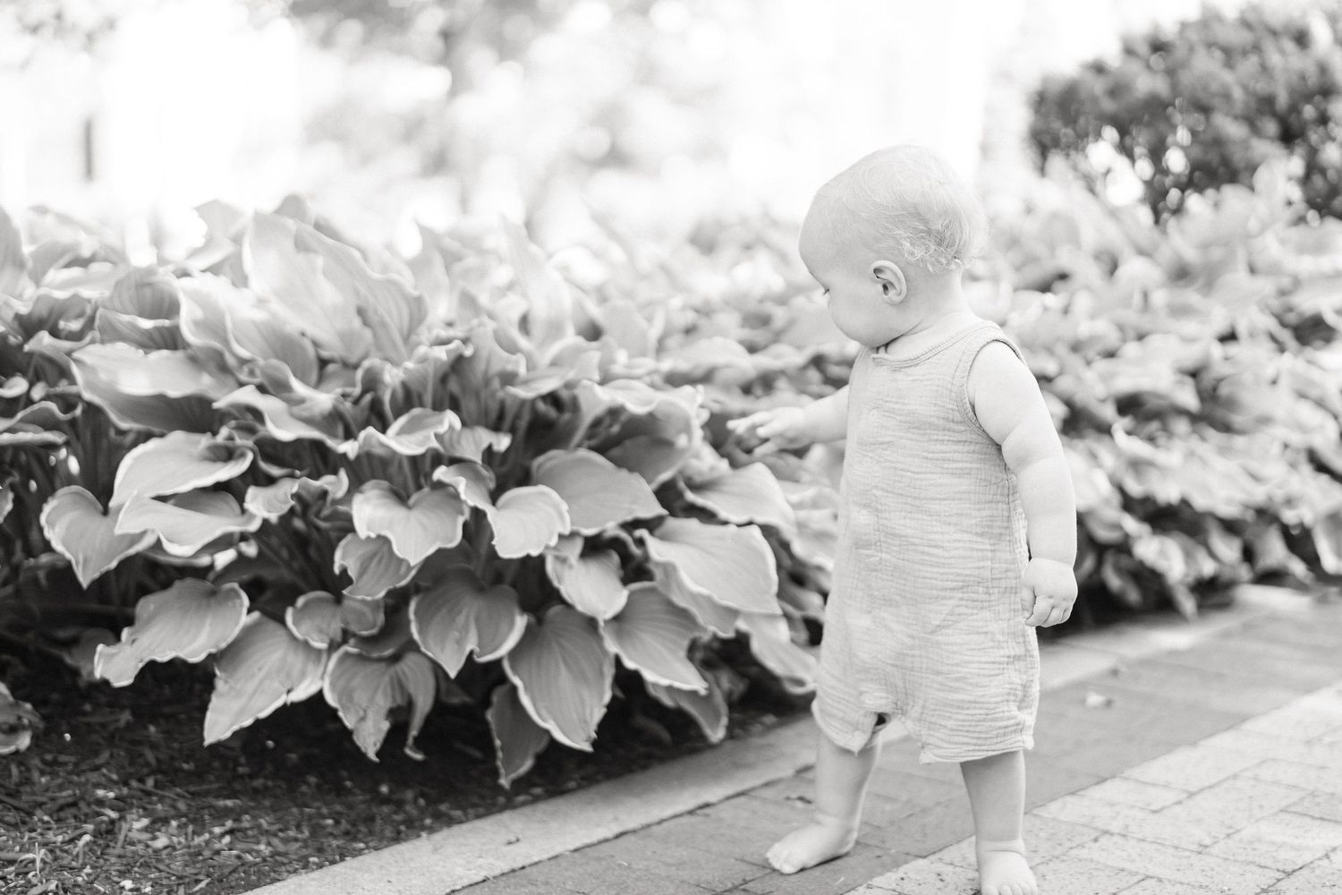 A row of lush green plants with large leaves growing along a concrete pathway in a garden setting.