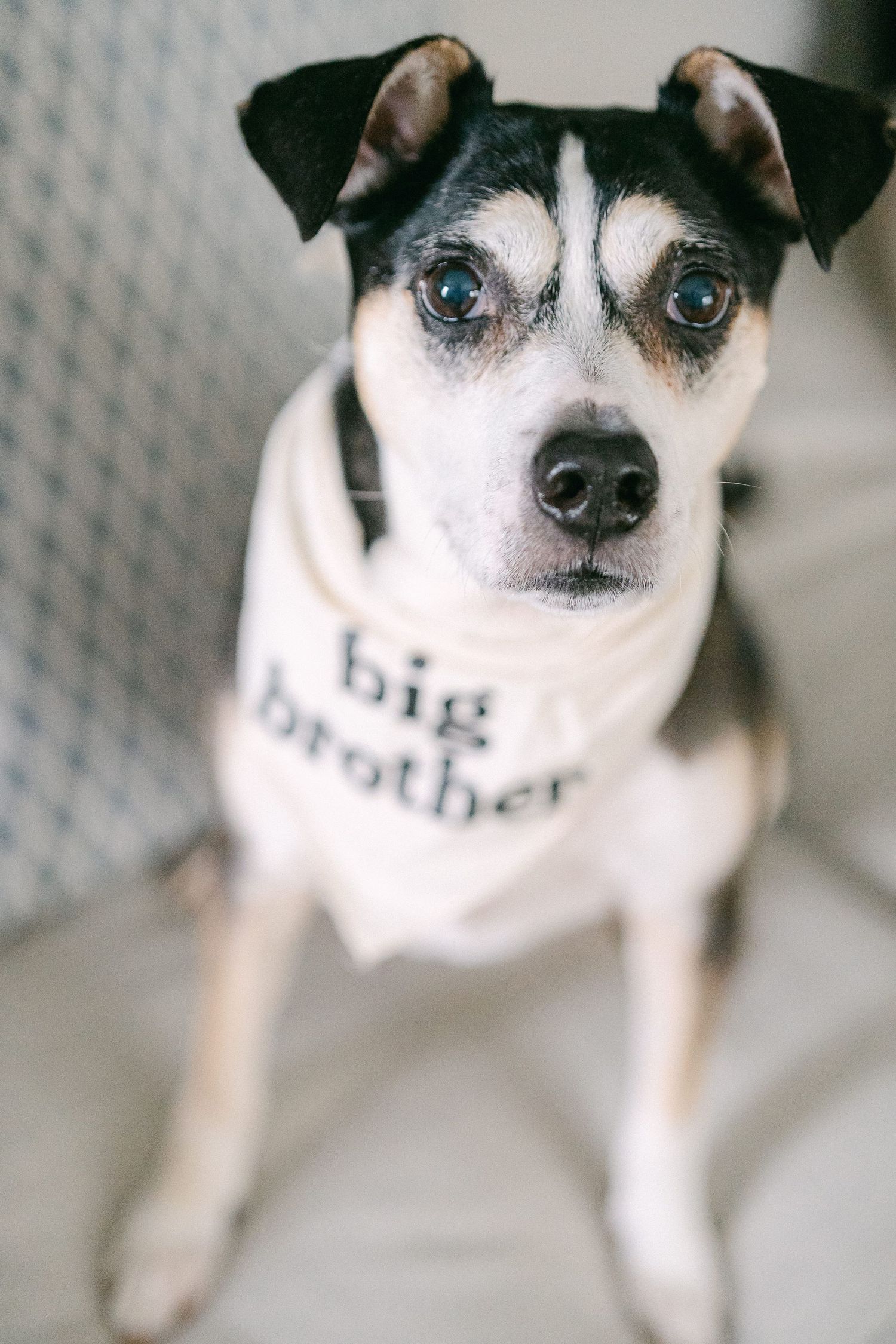 A black and white Chihuahua dog with expressive eyes looks at the camera in a series of close-up shots.