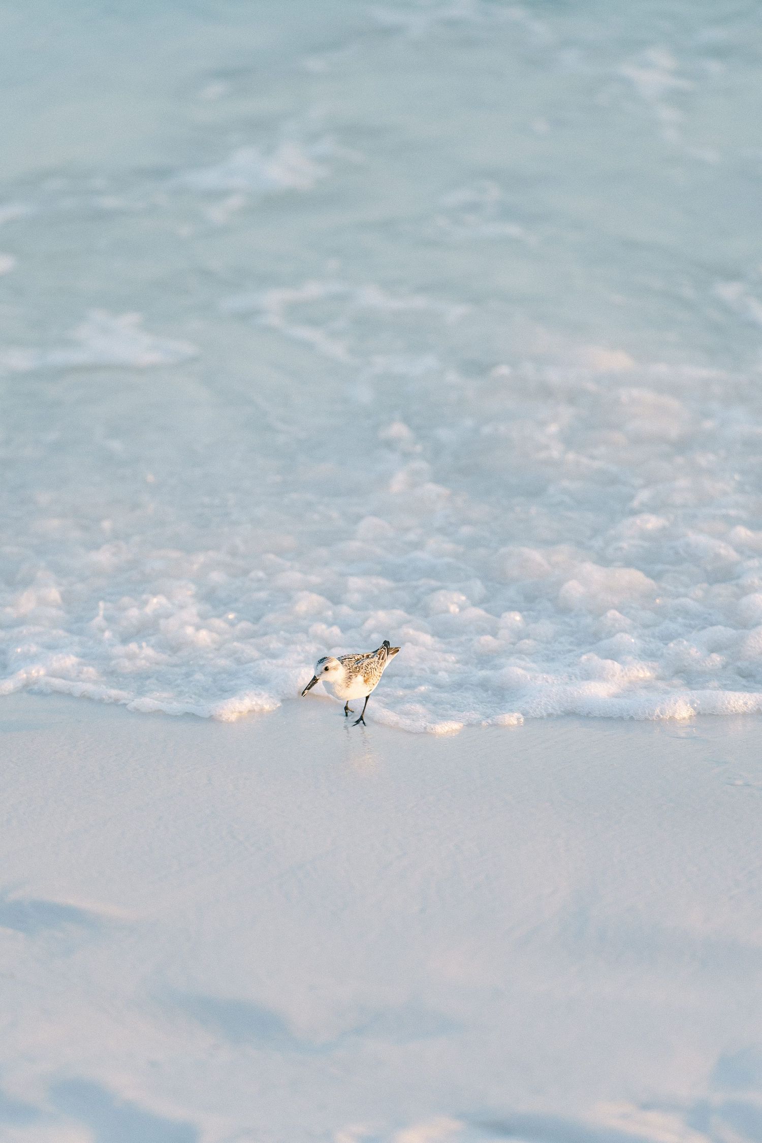 A small sandpiper bird running along a sandy beach shore with gentle blue ocean waves and white sea foam in Destin, FL