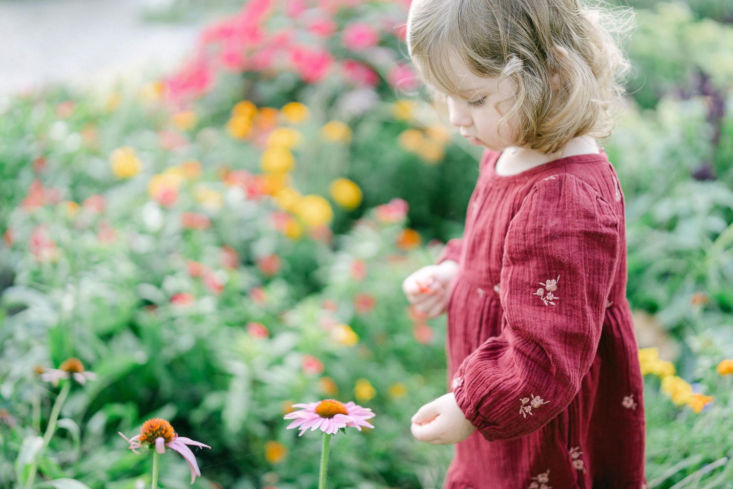 A small child in a burgundy sweater explores a colorful garden filled with pink and yellow flowers on a sunny day.