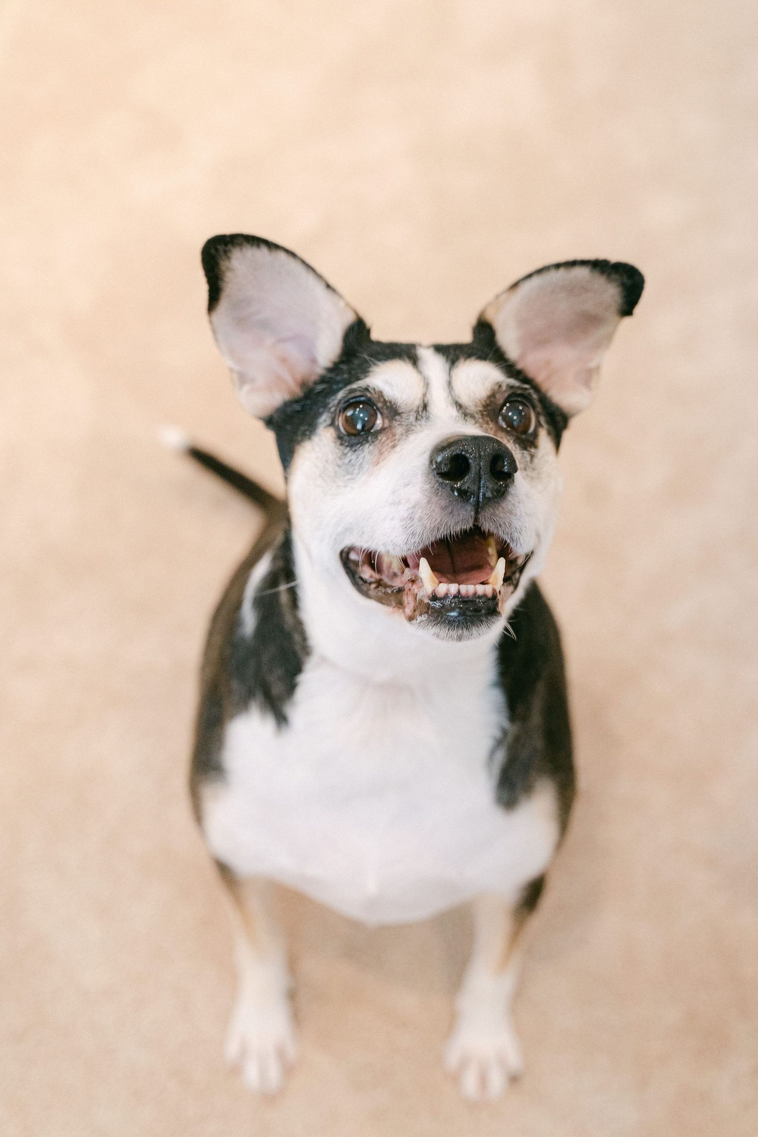 A series of four photos showing a Boston Terrier making increasingly happy and silly expressions on a beige carpet.