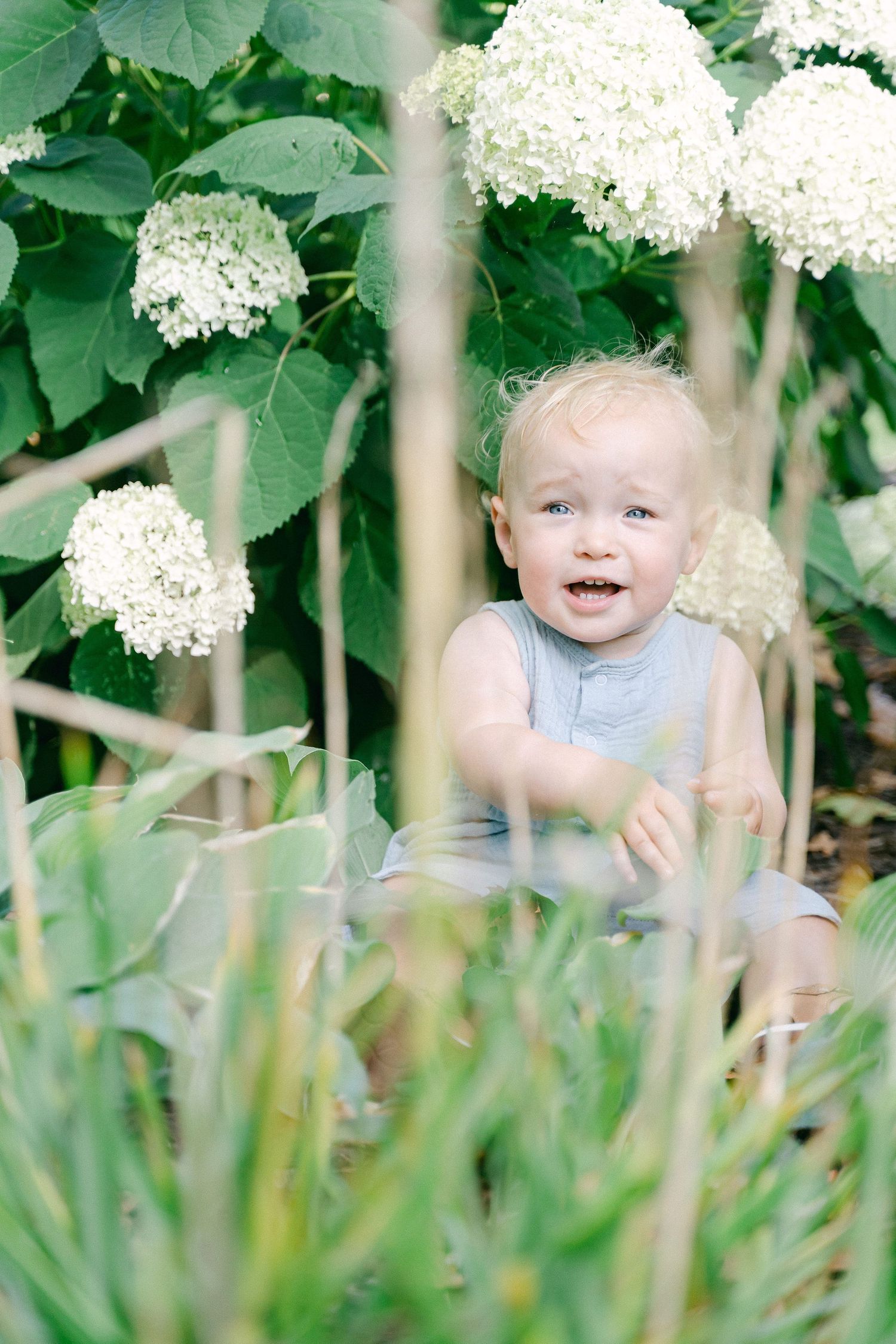 White hydrangea flowers bloom in a garden with green foliage creating a natural summer scene.