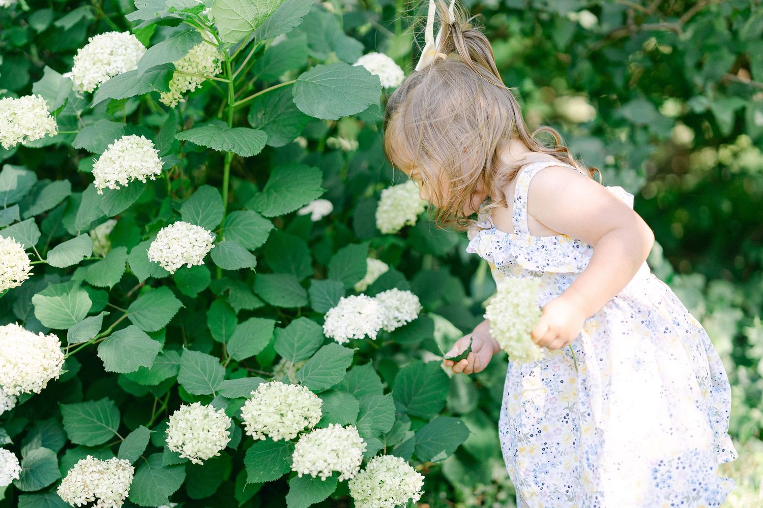 A young child in a white floral dress stands among blooming white hydrangea bushes in a lush garden setting.