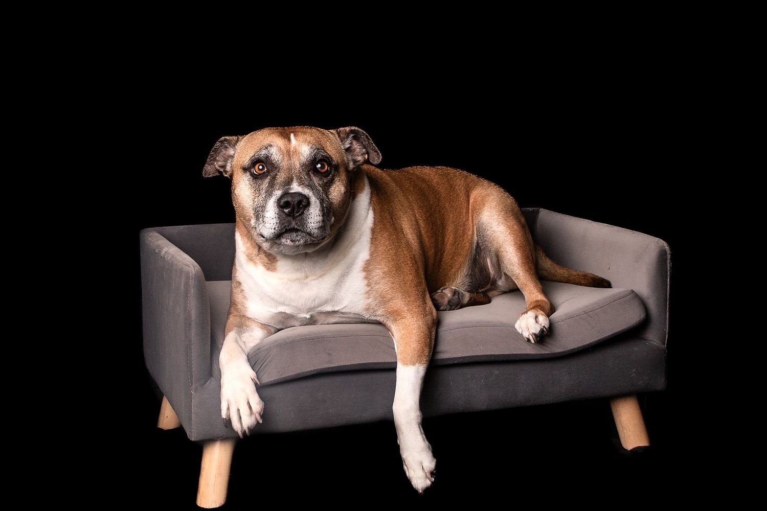 pet