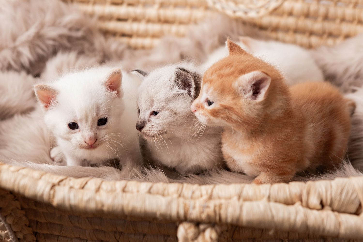 Three tiny kittens, two white and one orange, cuddled together in a wicker basket.