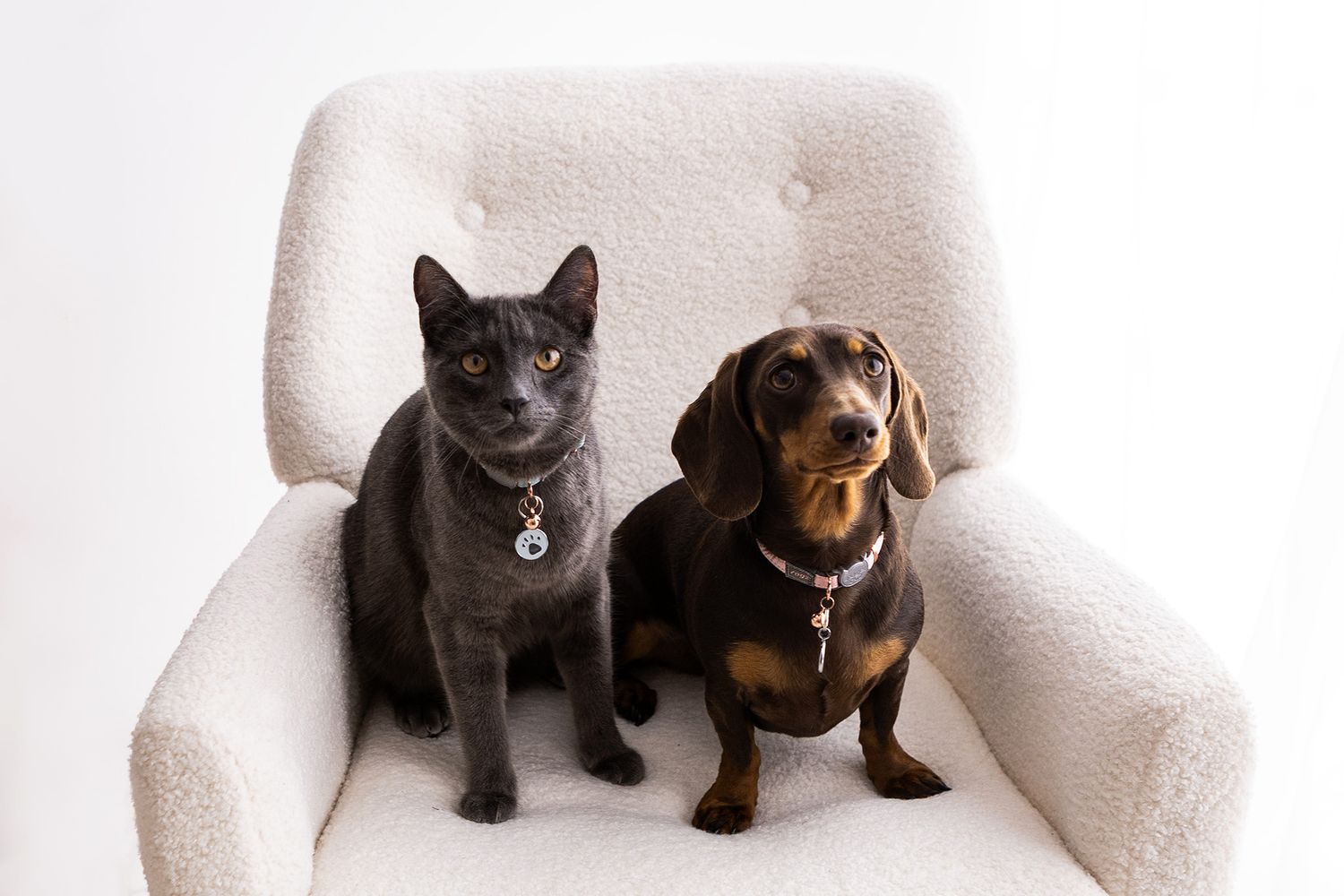 A gray cat and dachshund dog sitting together on a white boucle armchair against a white background.