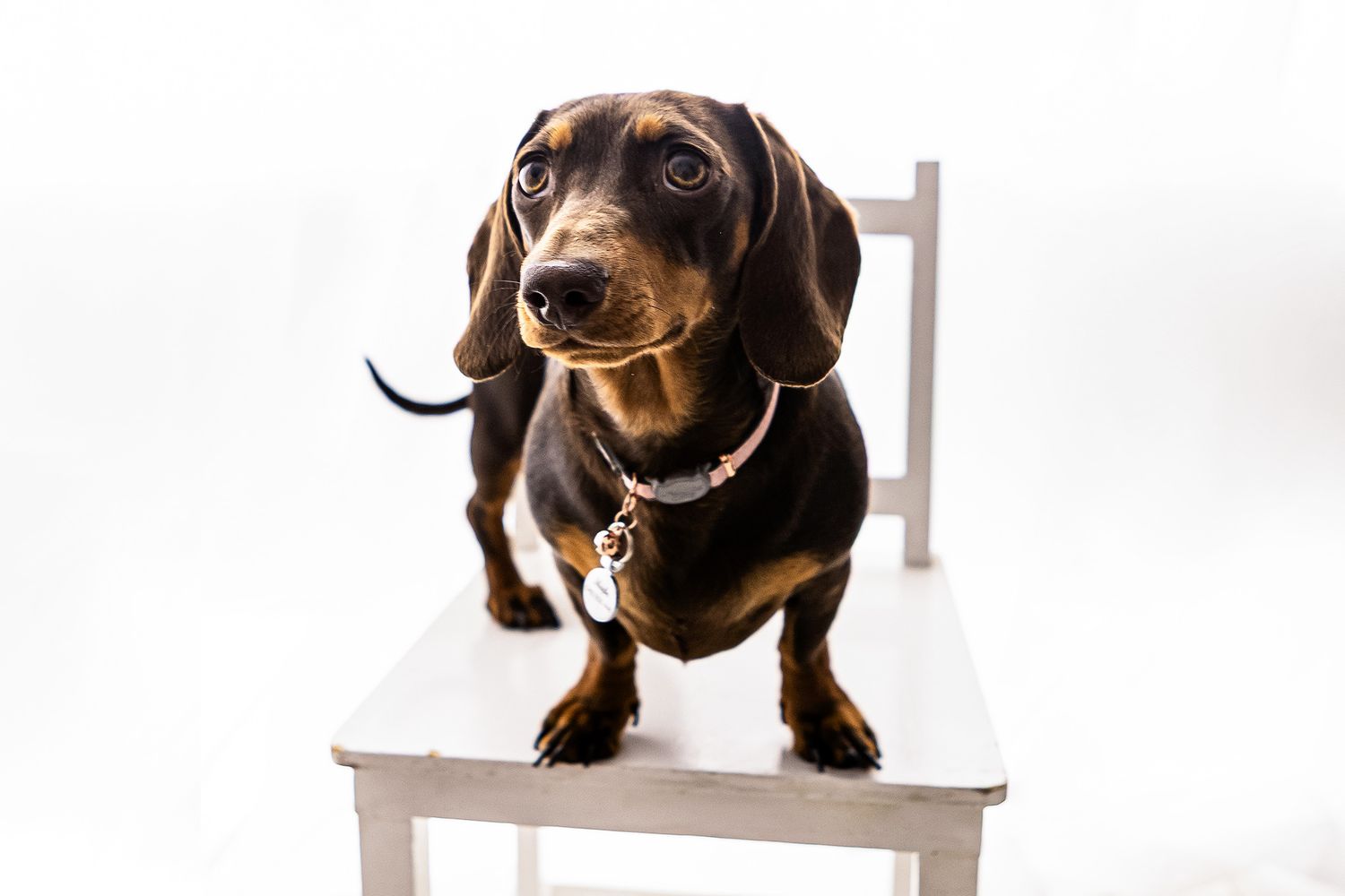 A brown and black miniature dachshund standing on a small white chair against a white background.