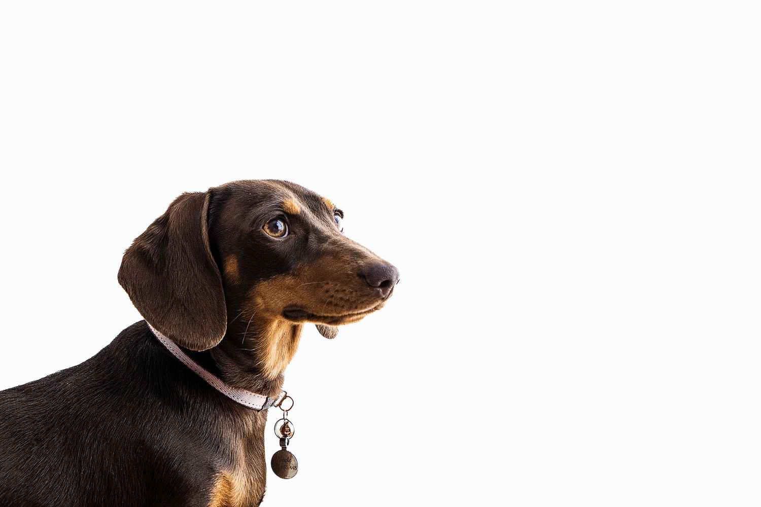 A brown and black dachshund dog with a collar and tag posing against a white background.