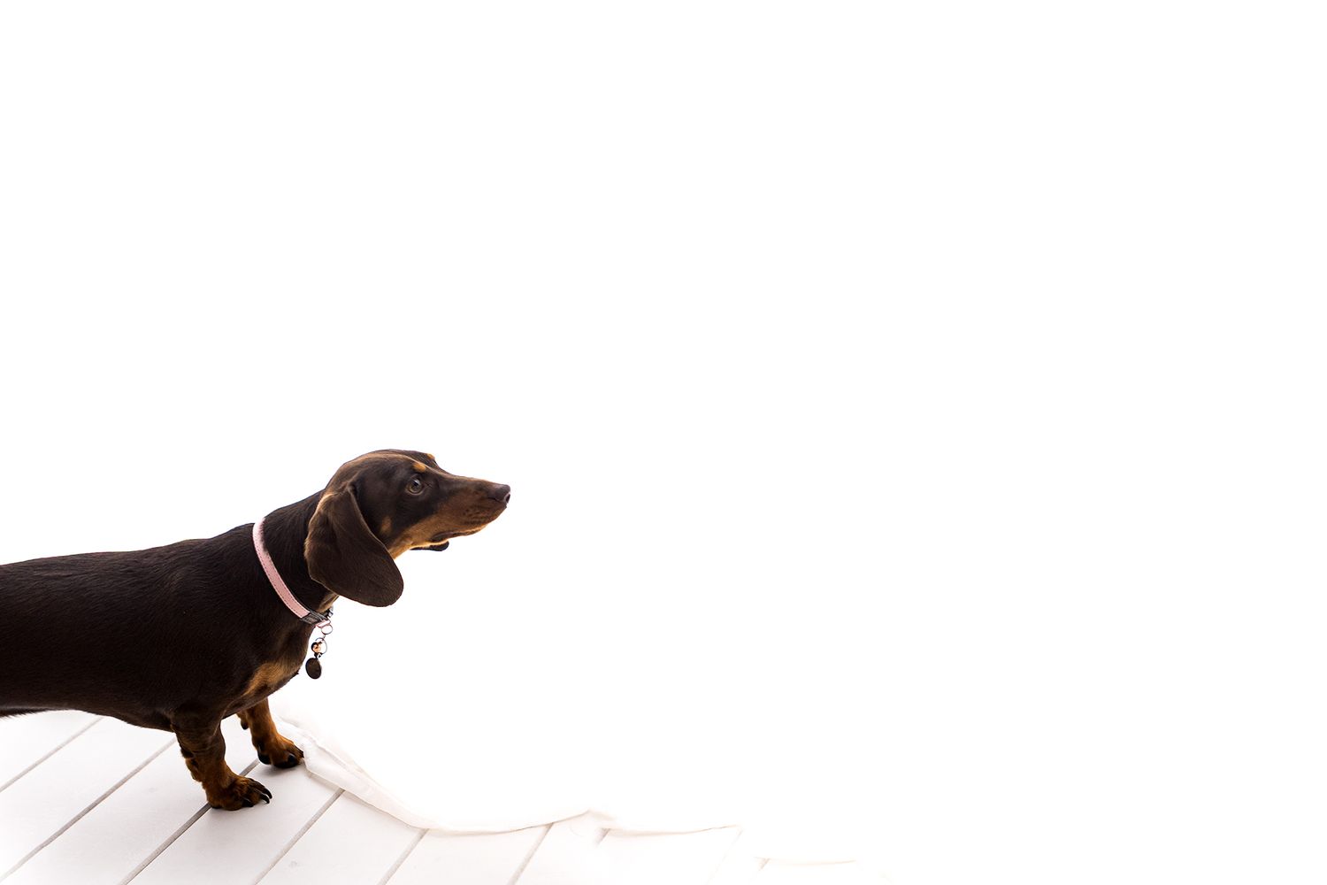 Miniature dachshund standing on white wooden floor looking sideways in studio.