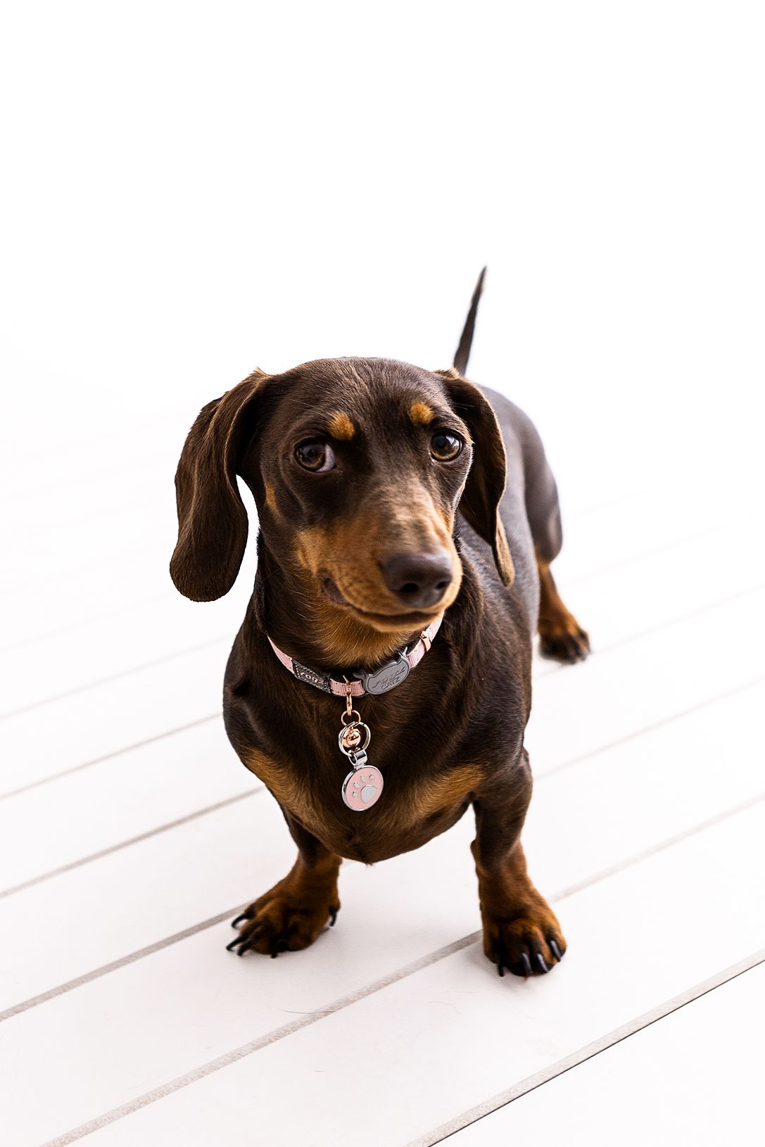 A cute black and tan dachshund wearing a pink collar stands on a white wooden floor against a white background.
