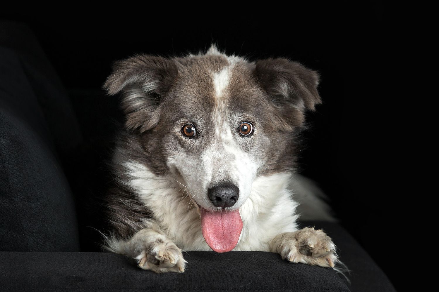 pet