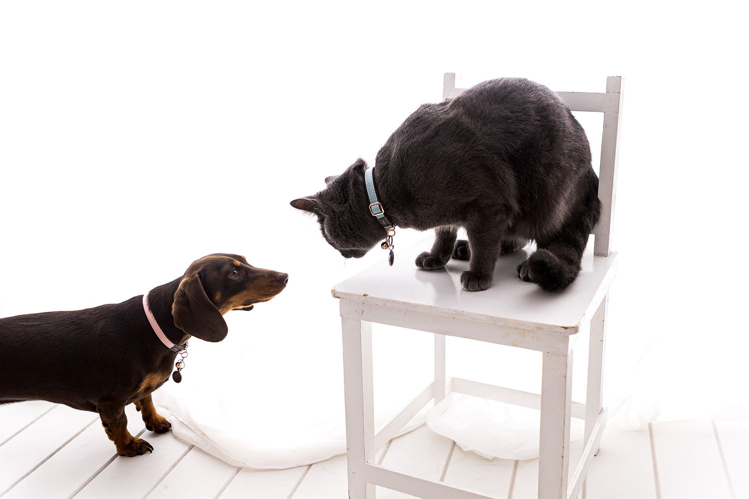 Gray cat leaning from white chair sniffing miniature dachshund on white floor.