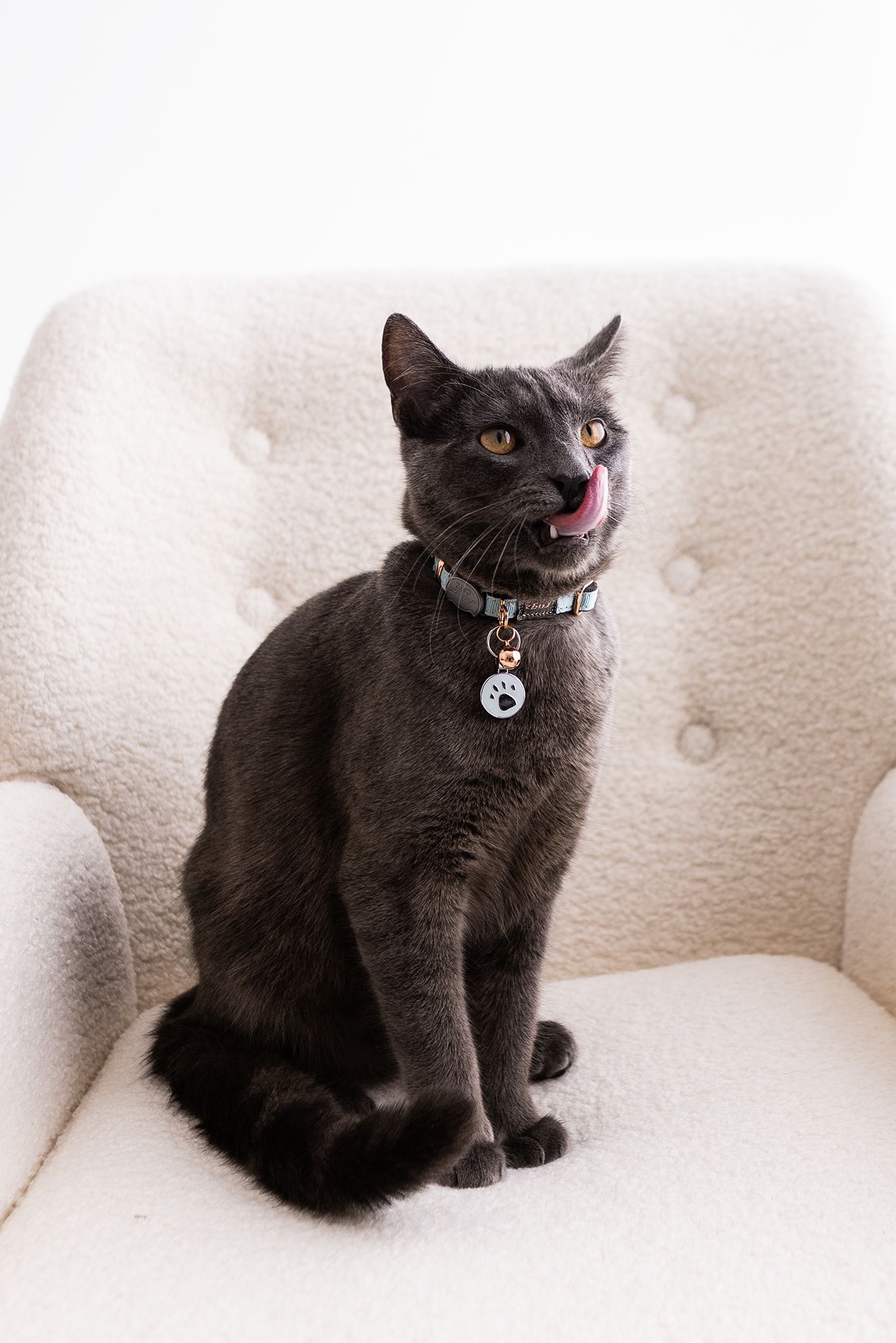 A dark gray cat with a collar and tag sits on a white tufted armchair, licking its lips.