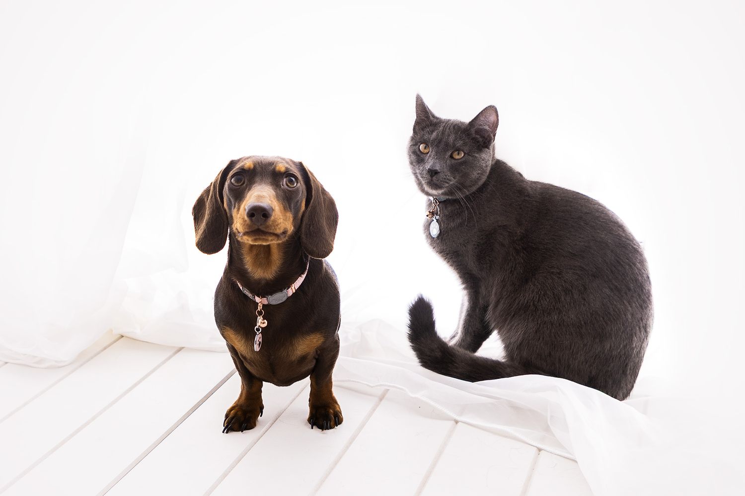 Miniature dachshund and gray cat posing together on white background in studio.